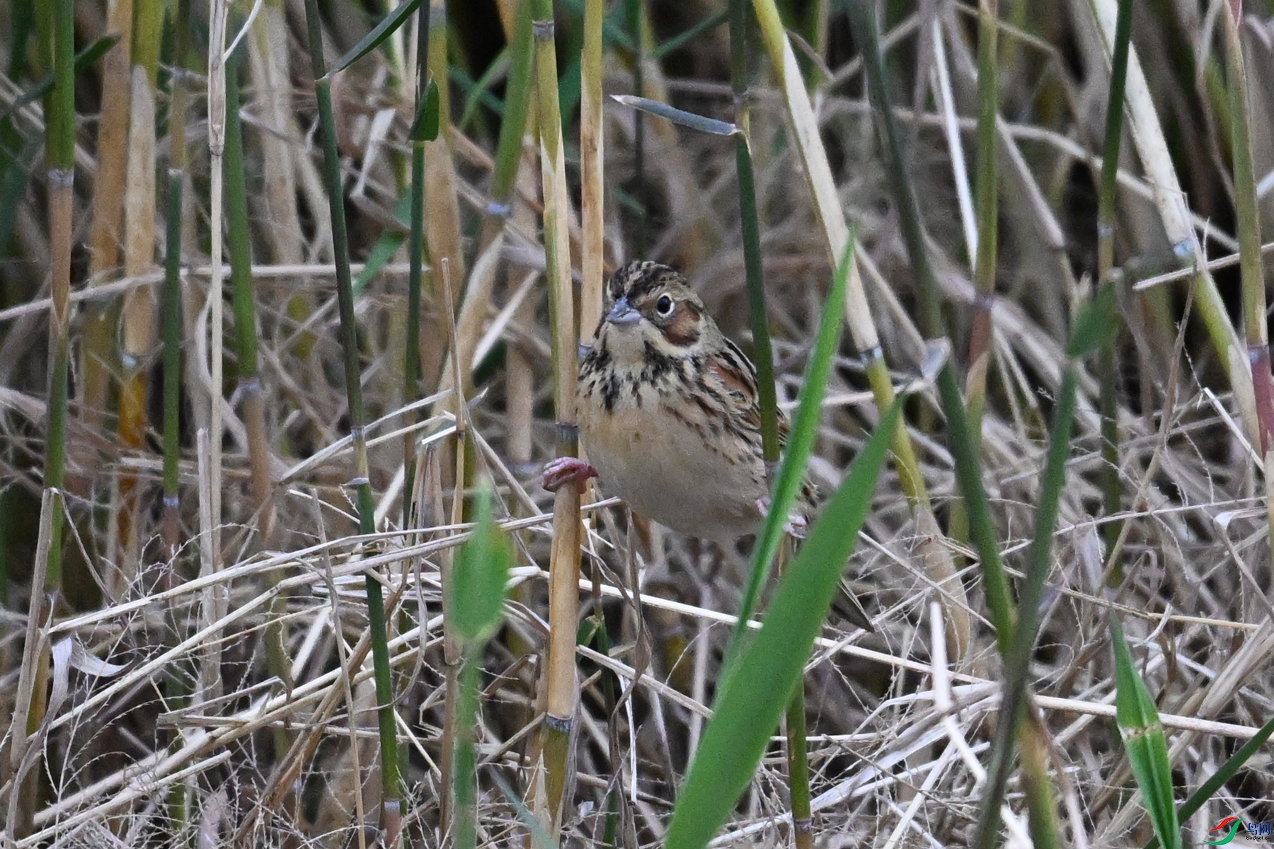 DSC_9074.JPG