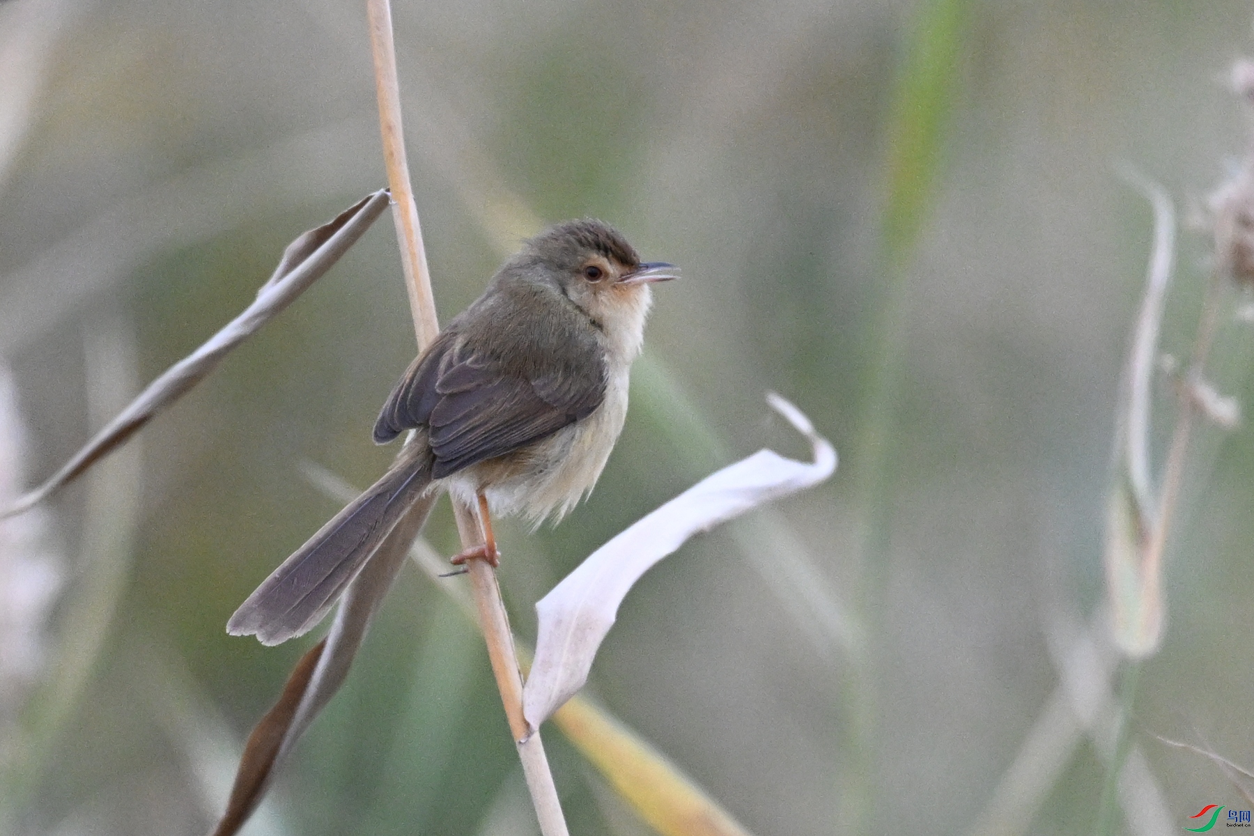 DSC_9080.JPG