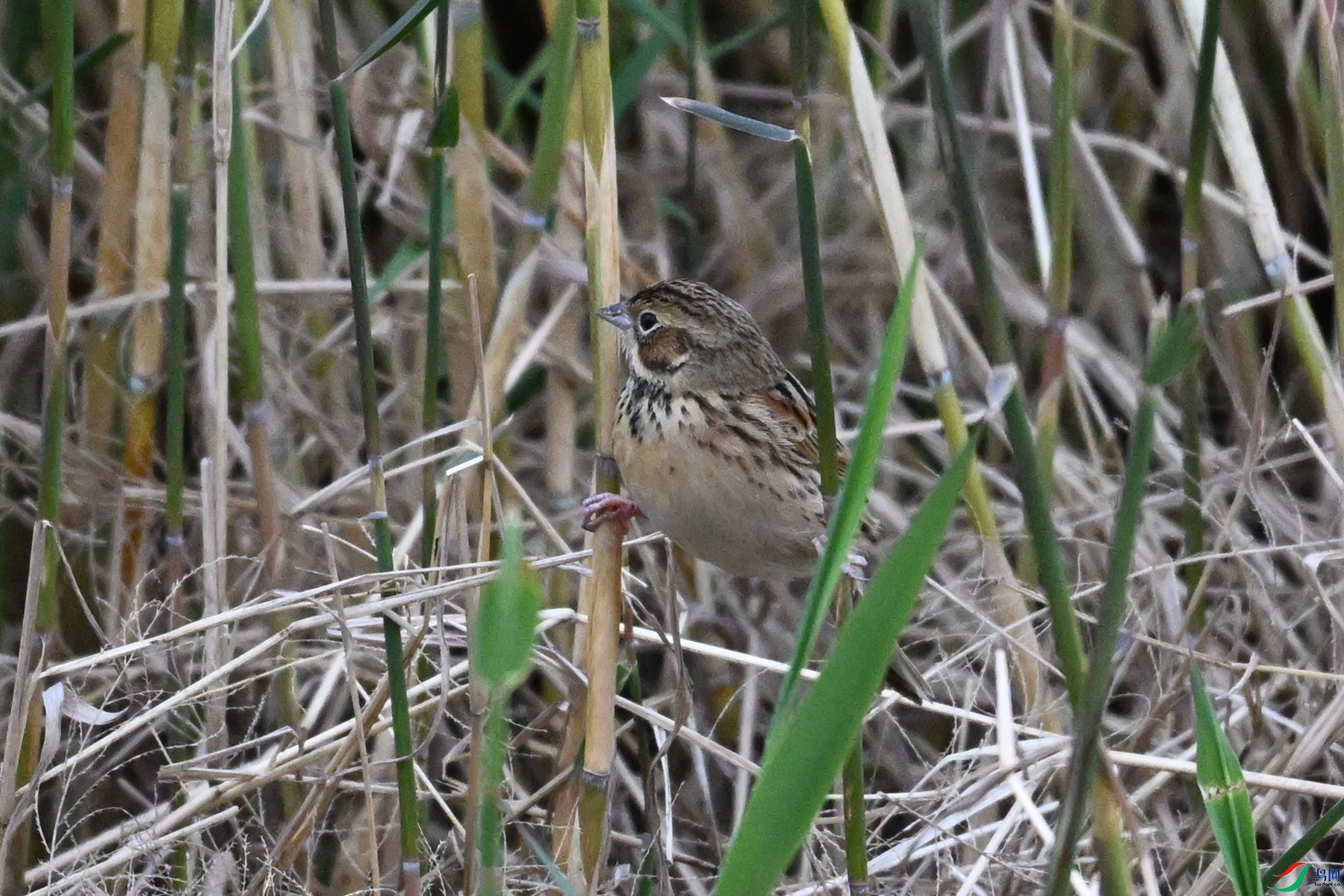 DSC_9076.JPG