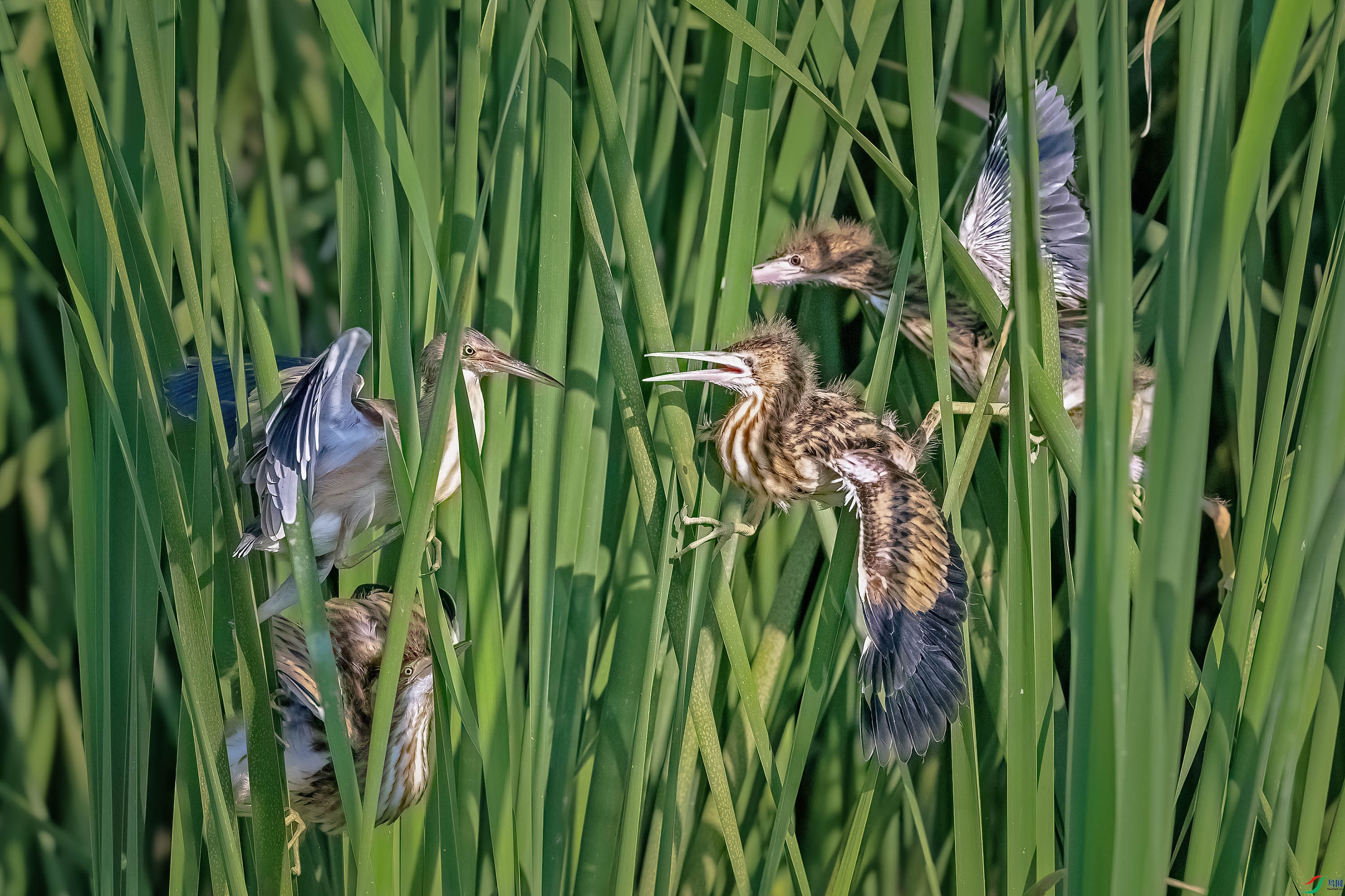 DSD_1688.jpg