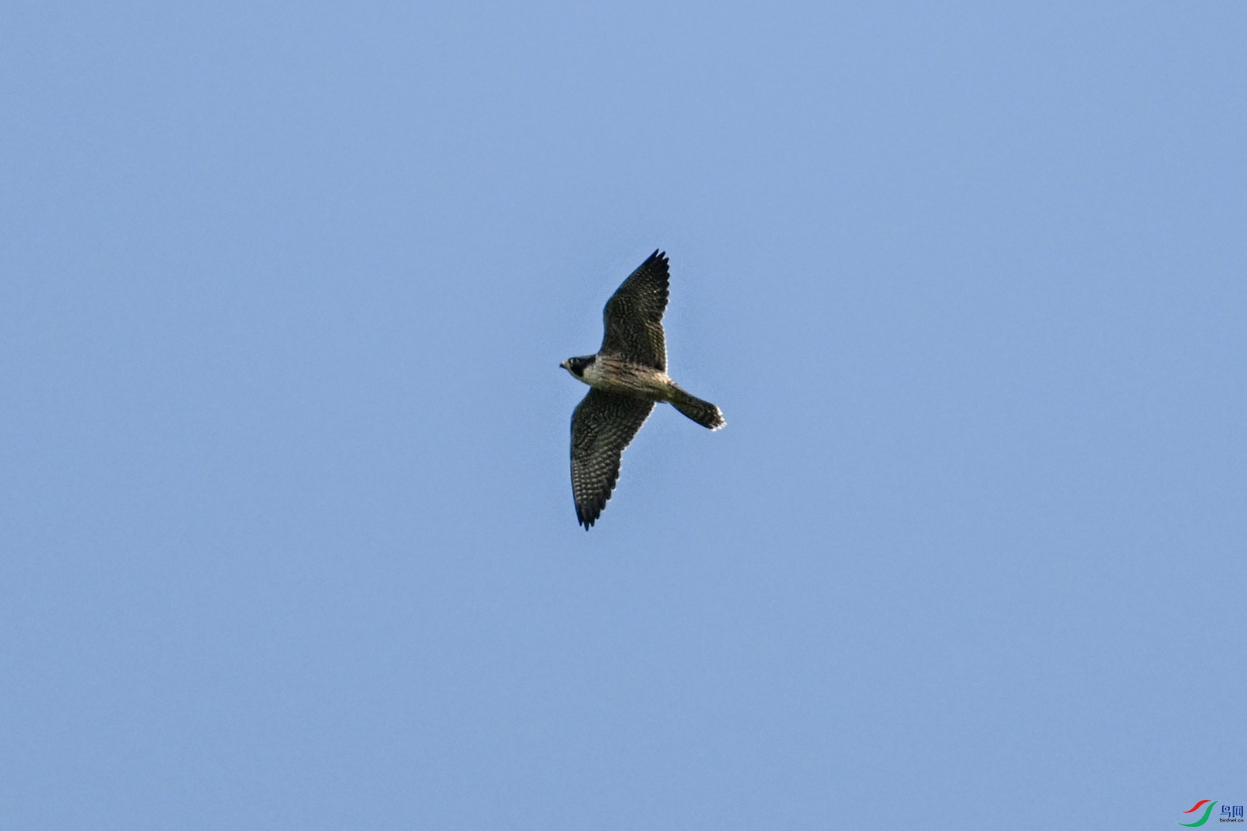 DSC_4466.JPG