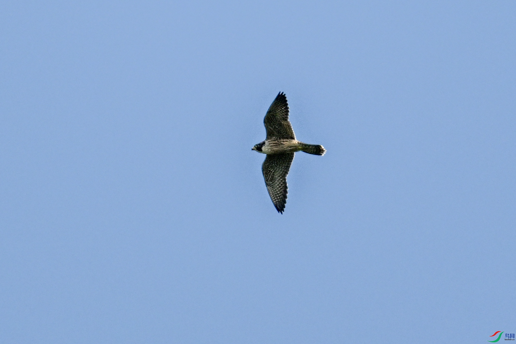 DSC_4468.JPG
