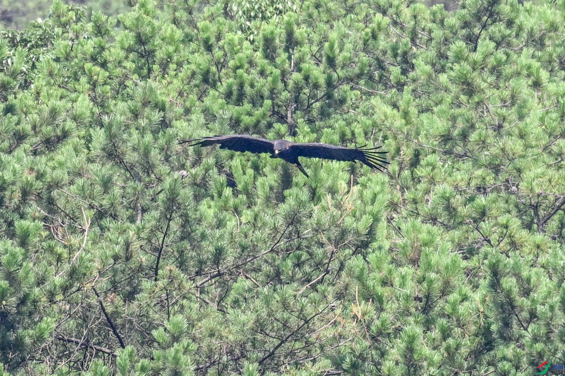 DSC_4435.JPG