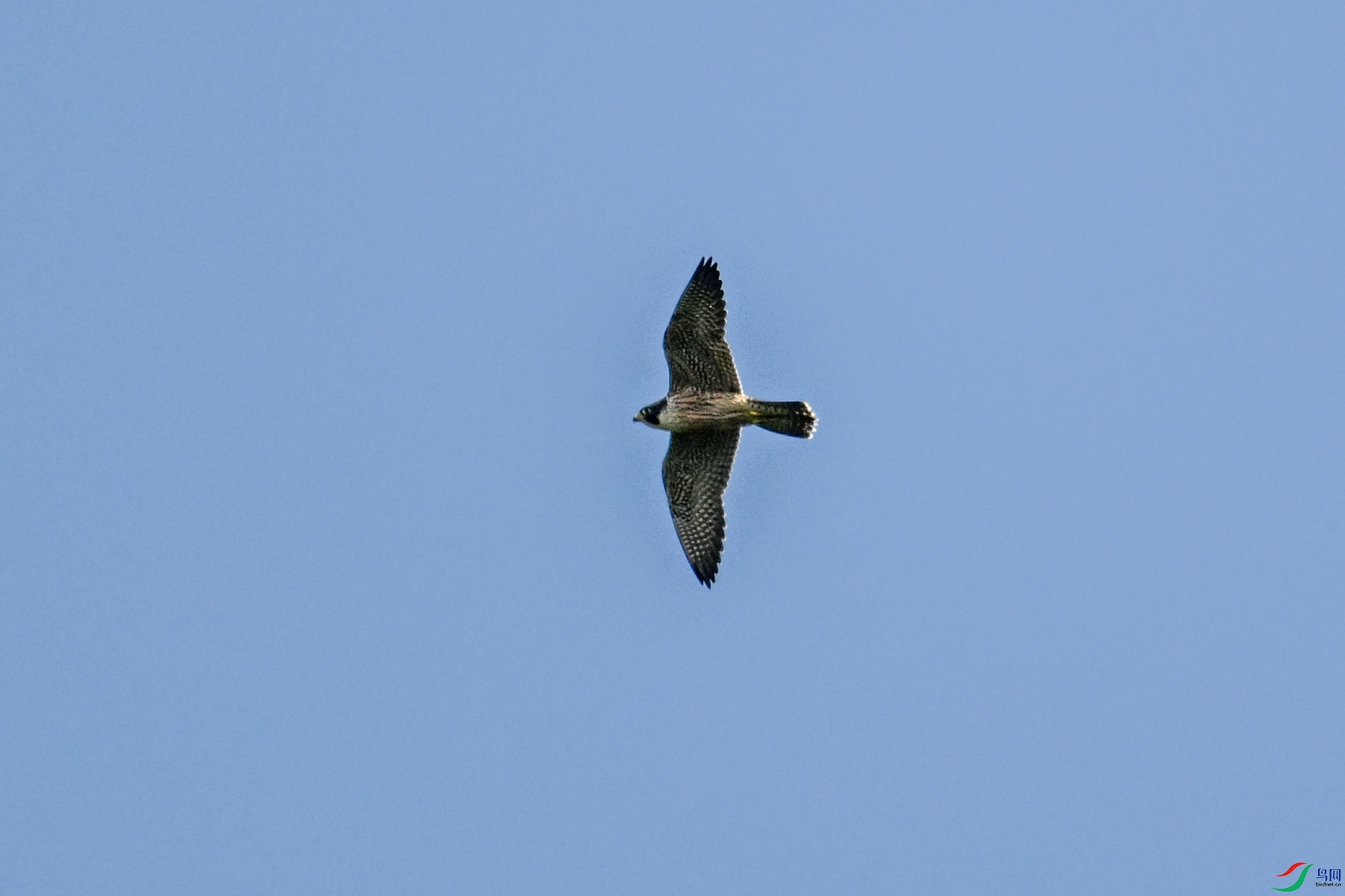 DSC_4470.JPG