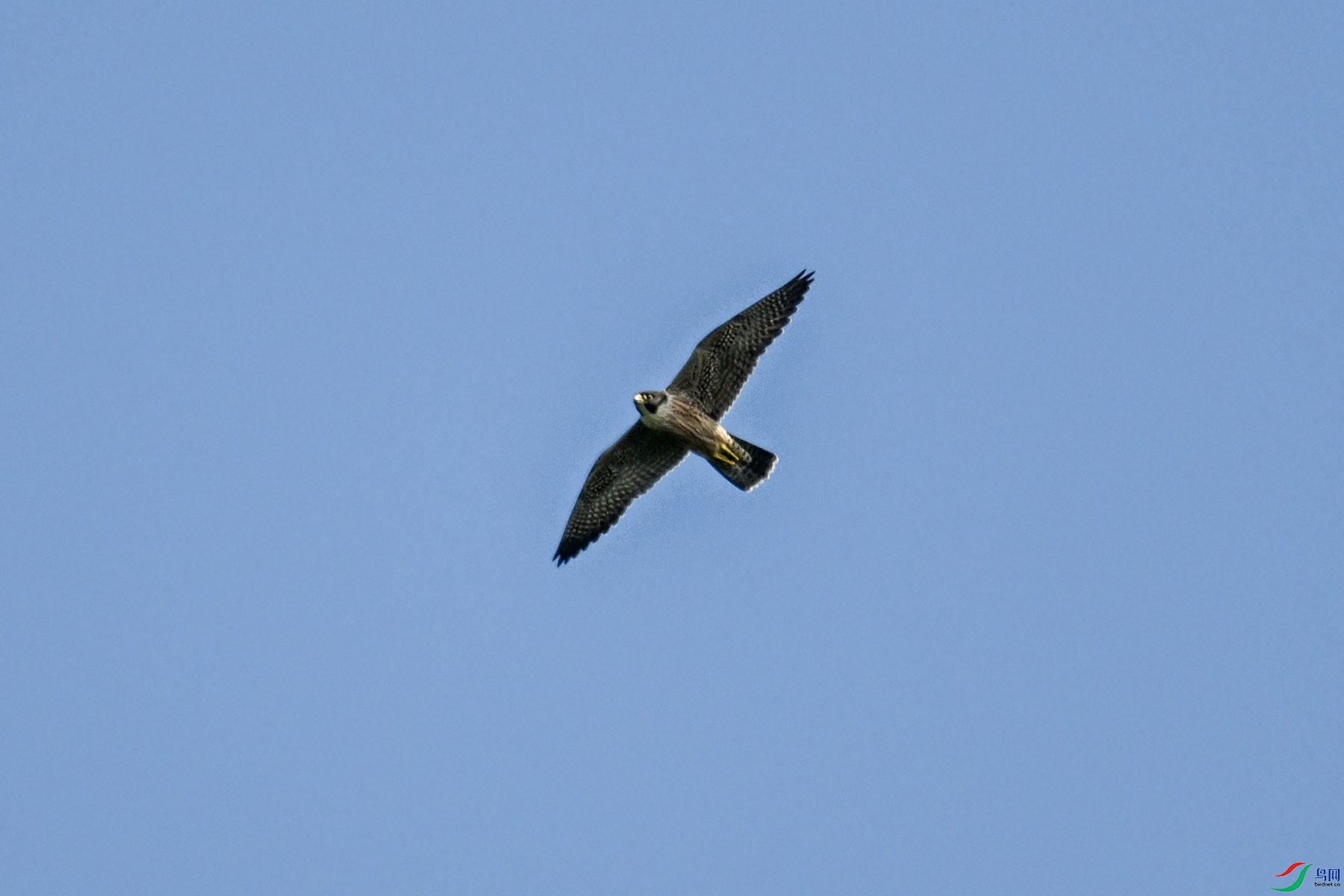 DSC_4458.JPG