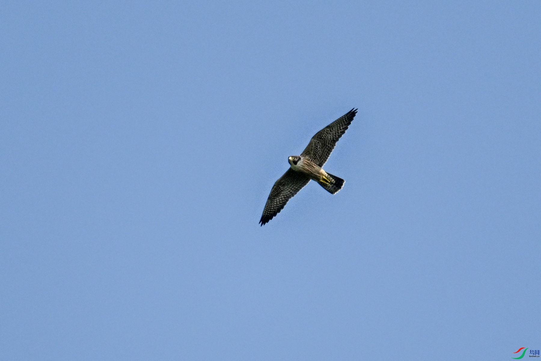 DSC_4459.JPG