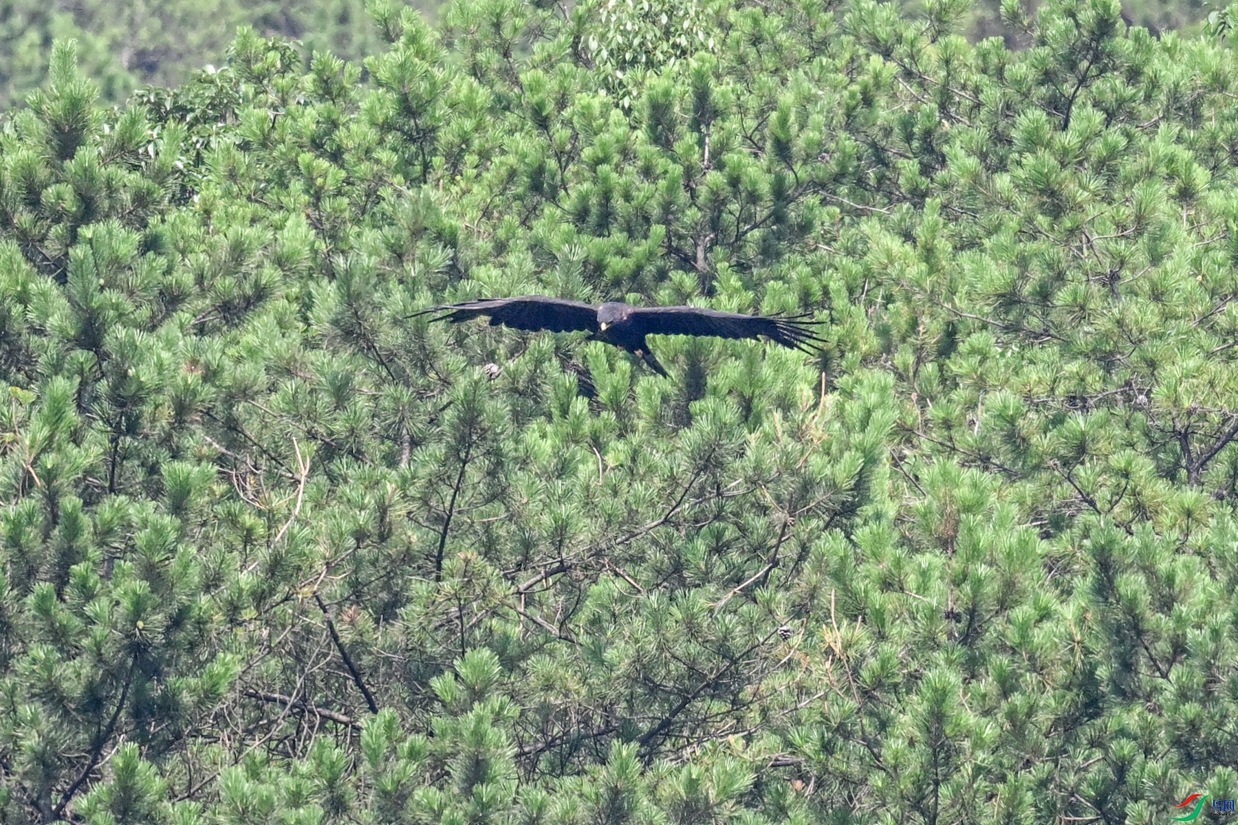 DSC_4437.JPG