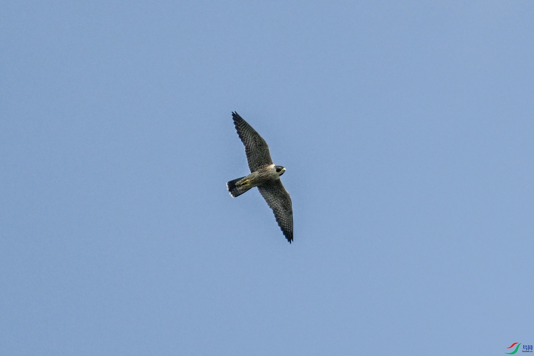 DSC_4486.JPG
