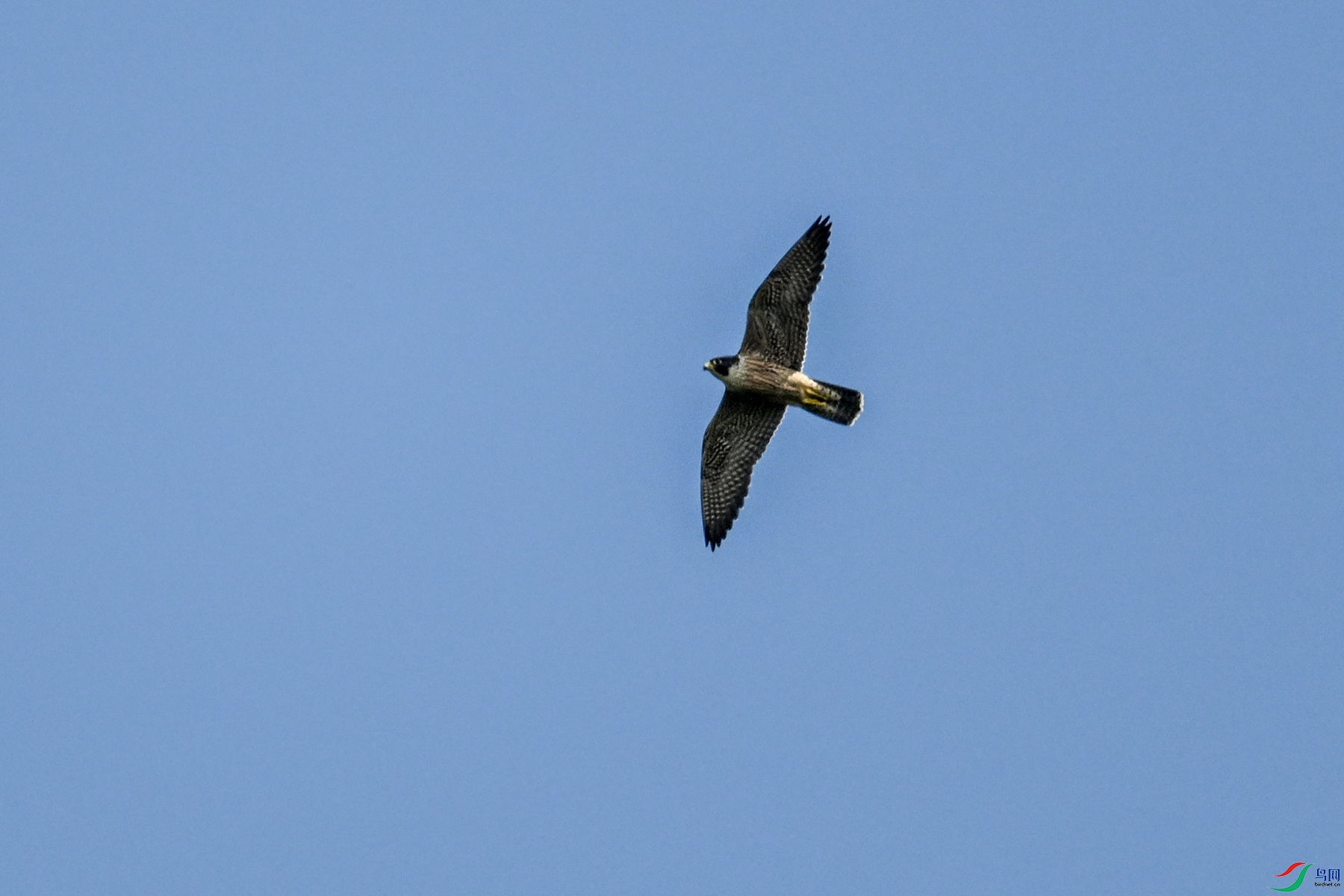 DSC_4462.JPG