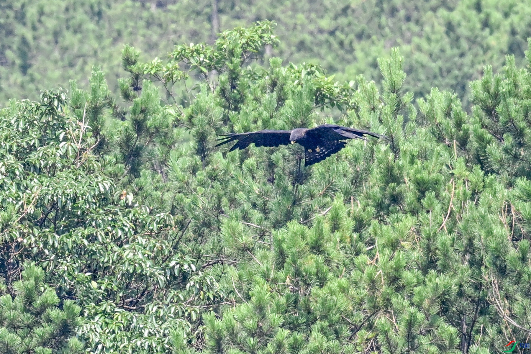 DSC_4442.JPG