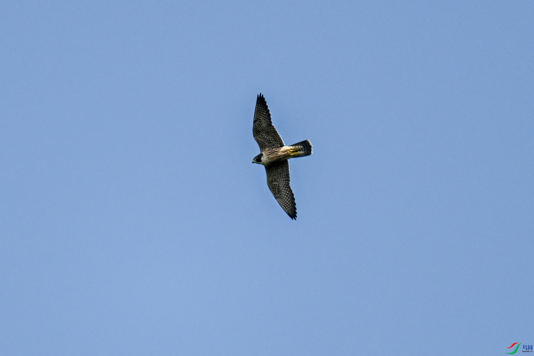 DSC_4465.JPG