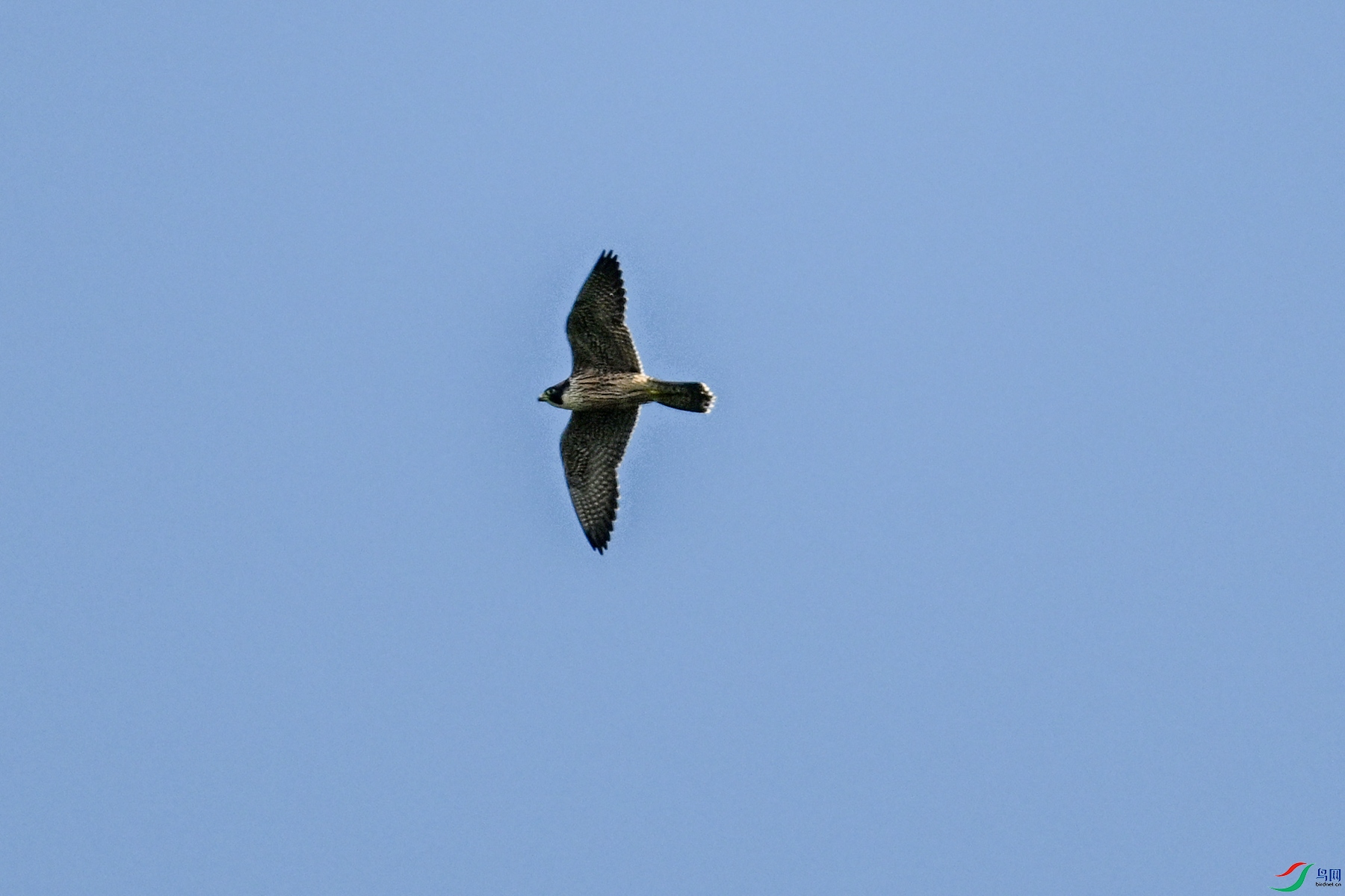 DSC_4469.JPG