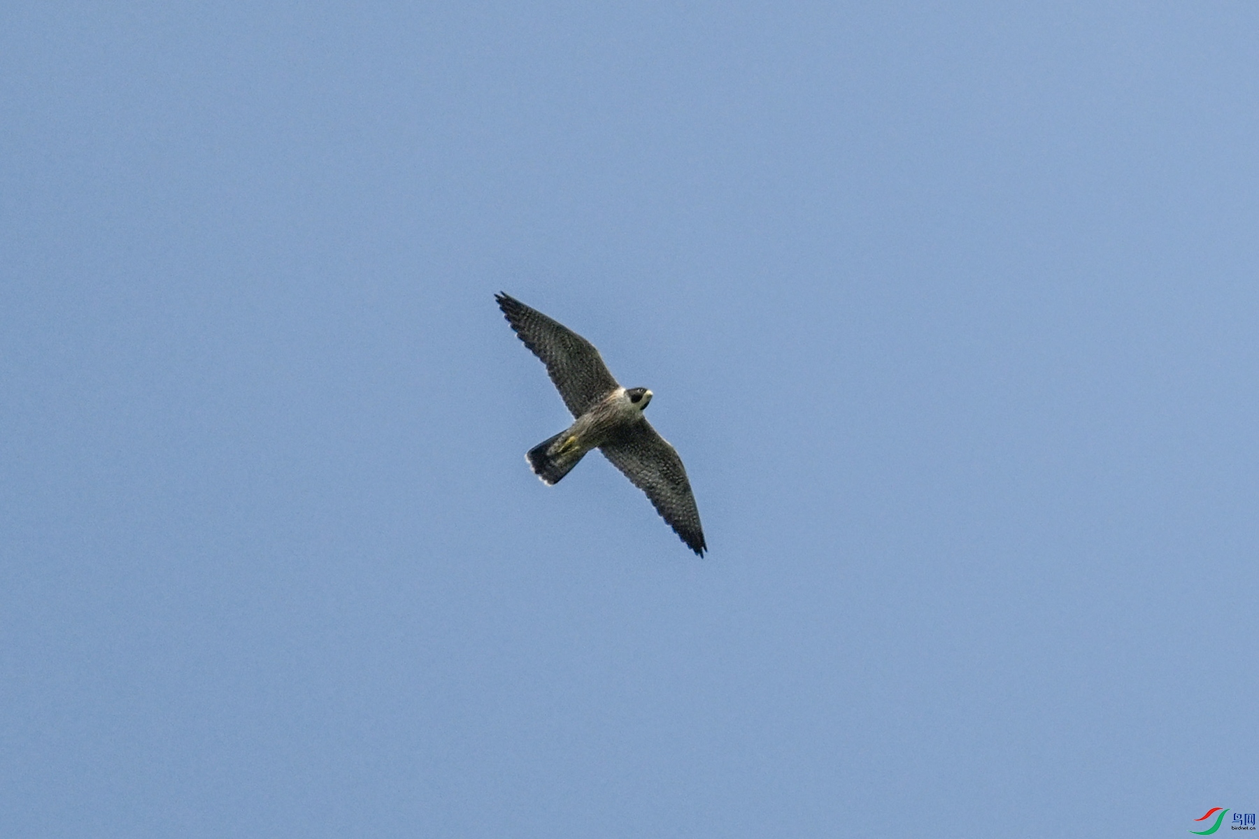 DSC_4485.JPG