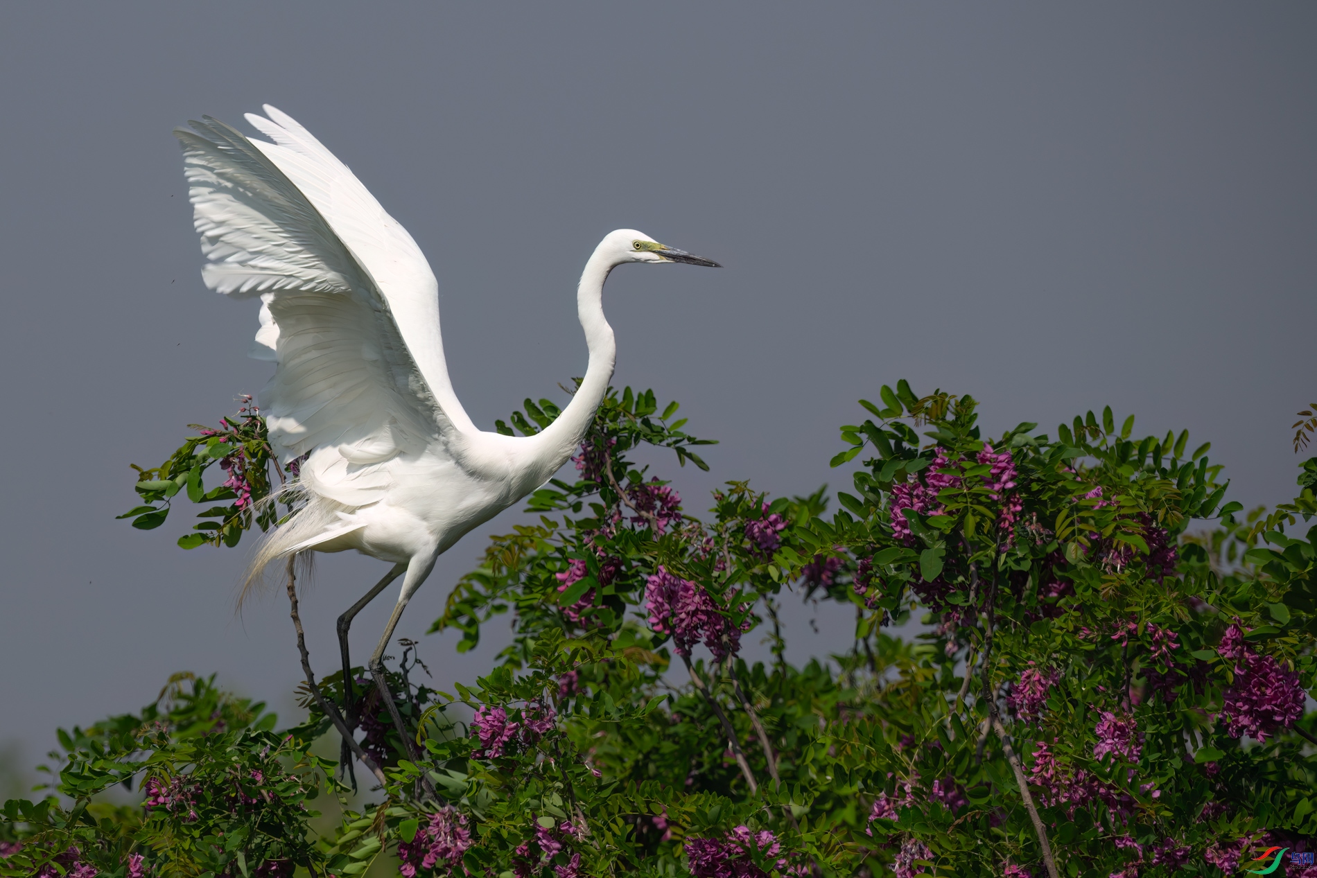 DSC_7864sen2026-5-10-63-�༭.jpg