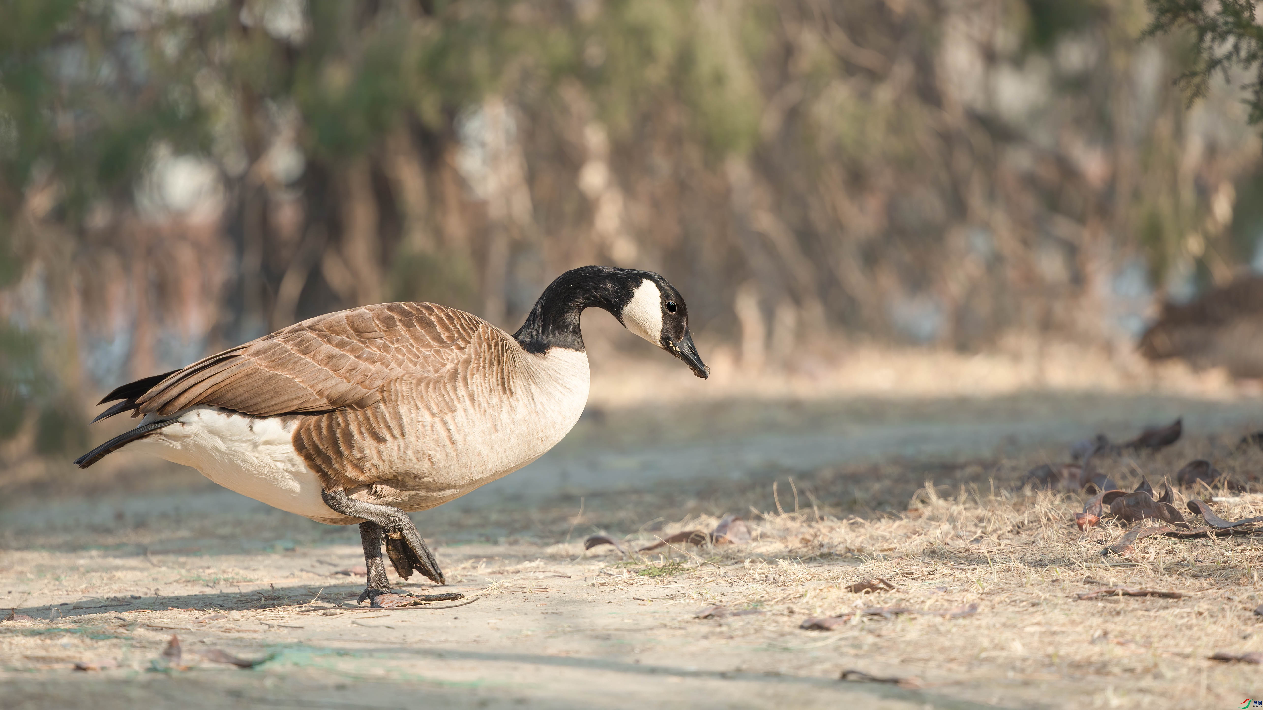 AQ4P7615-1.jpg