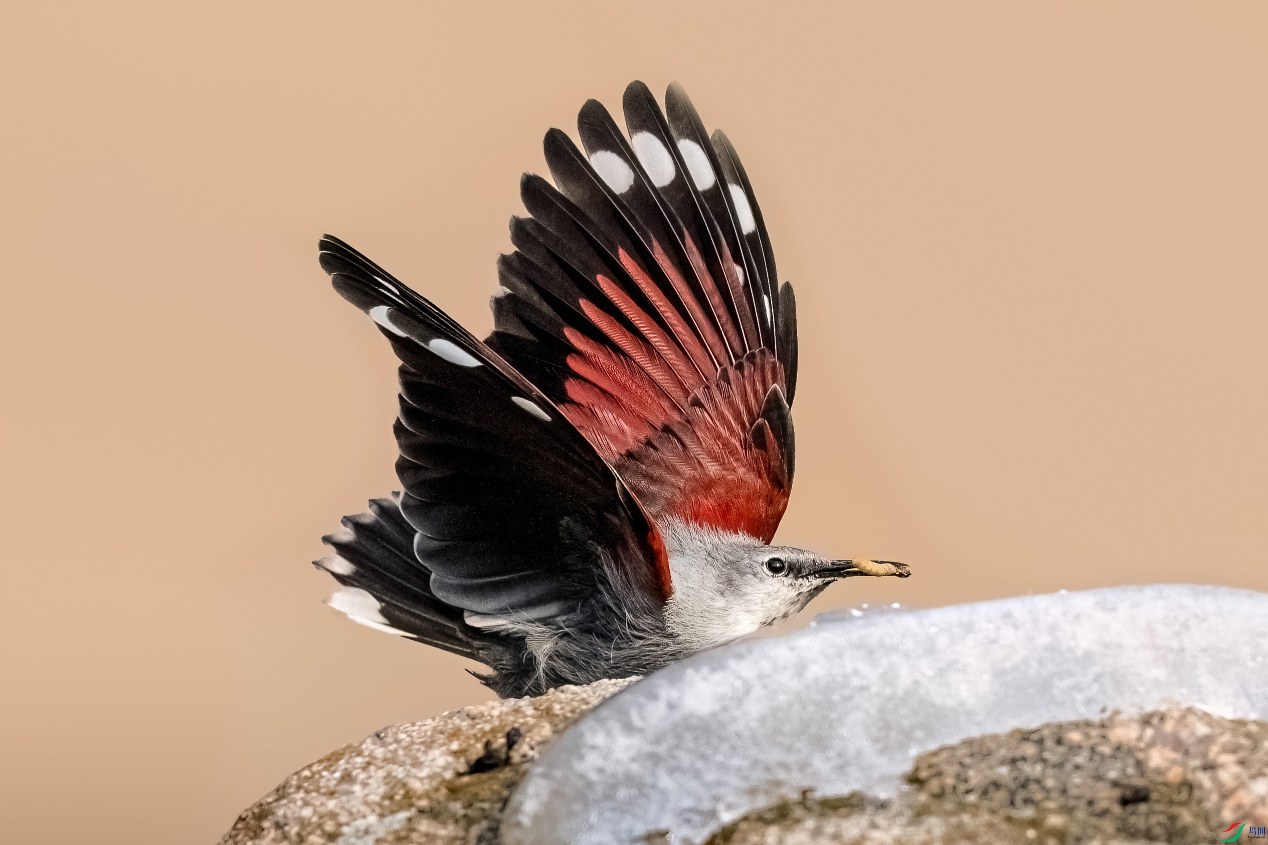 DSG_9102.jpg