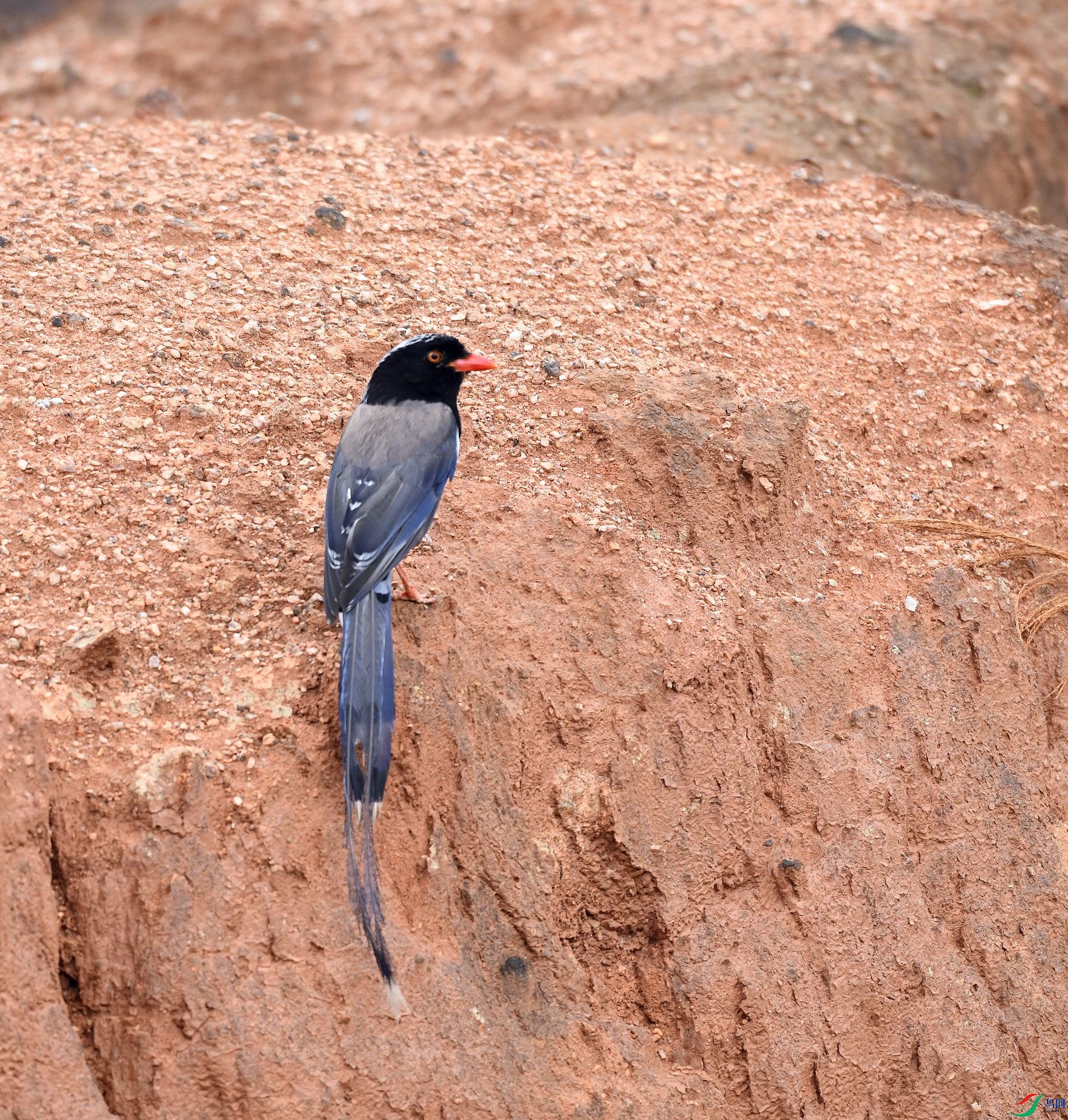 DSC_2101.jpg