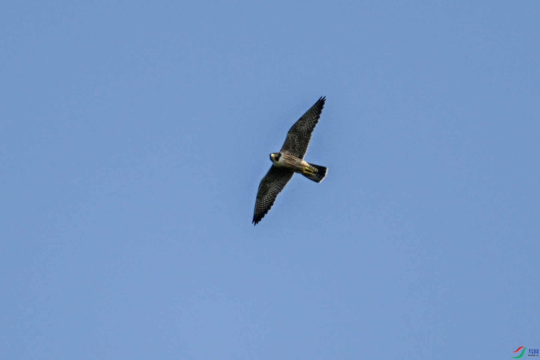 DSC_4460.JPG
