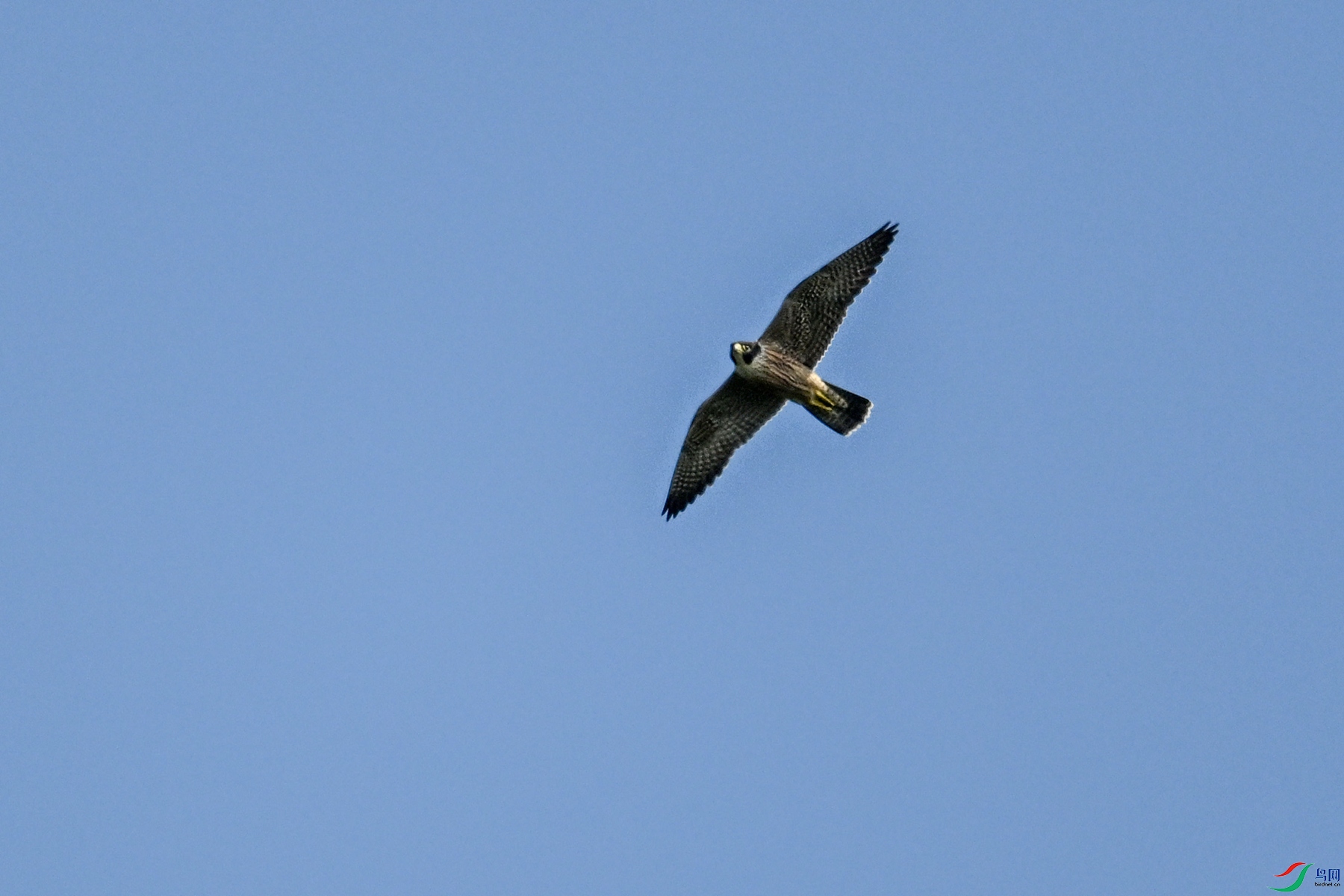 DSC_4461.JPG