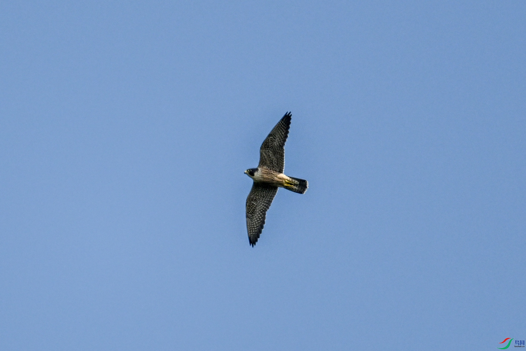 DSC_4463.JPG