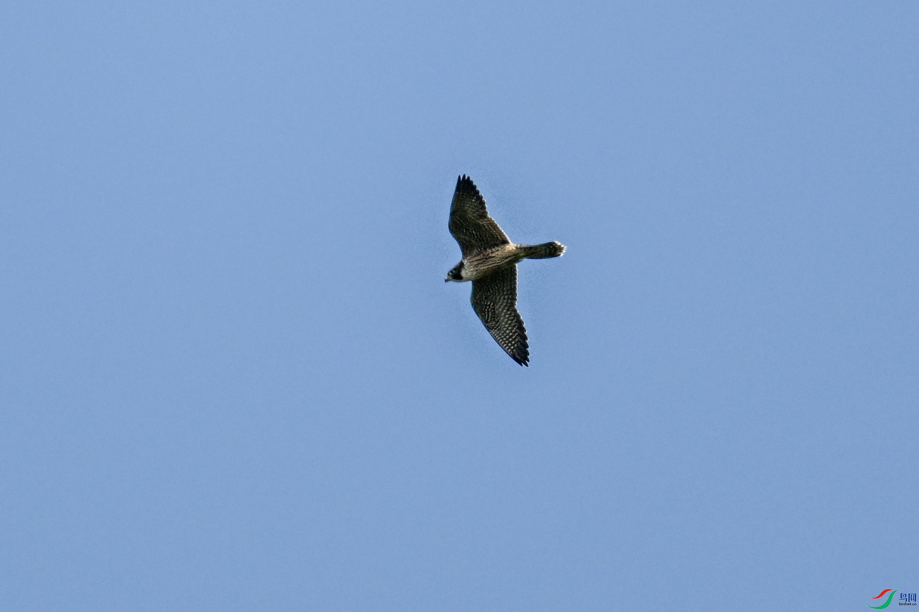 DSC_4467.JPG
