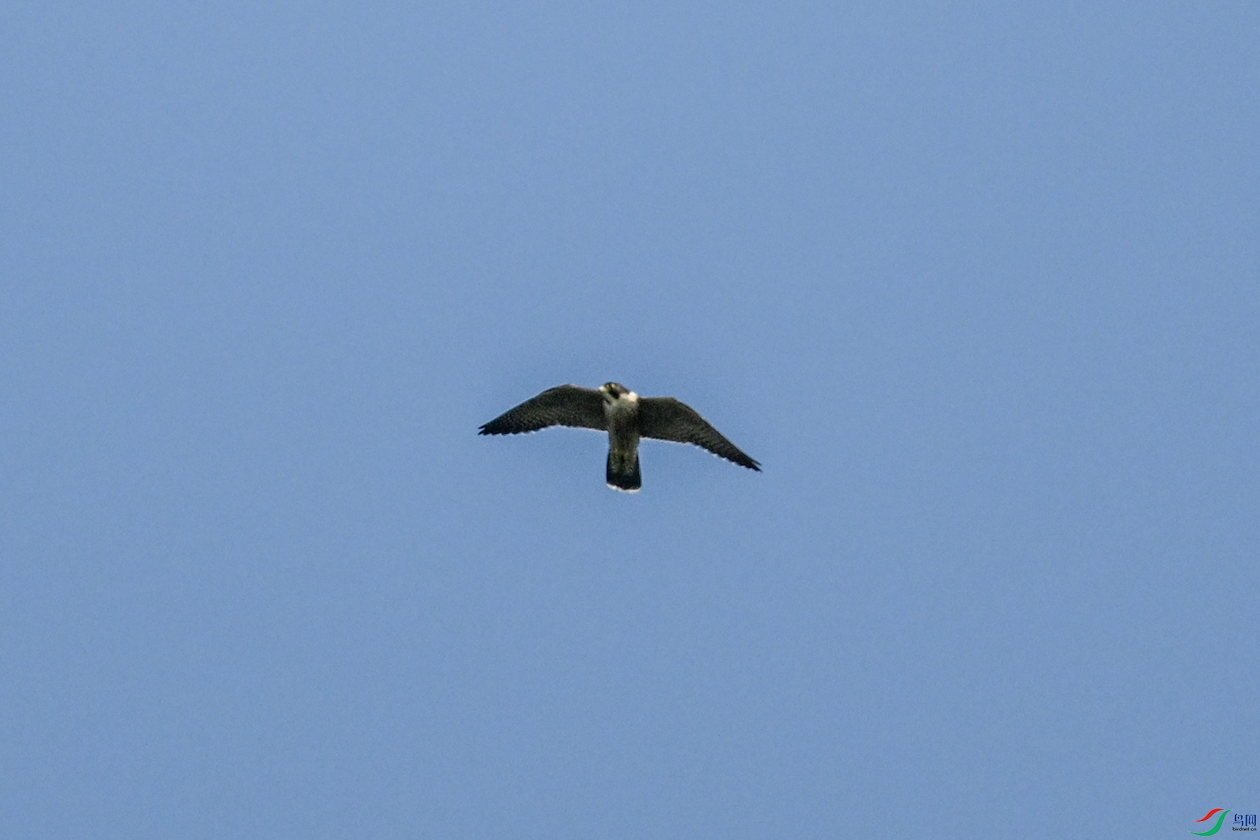 DSC_4484.JPG
