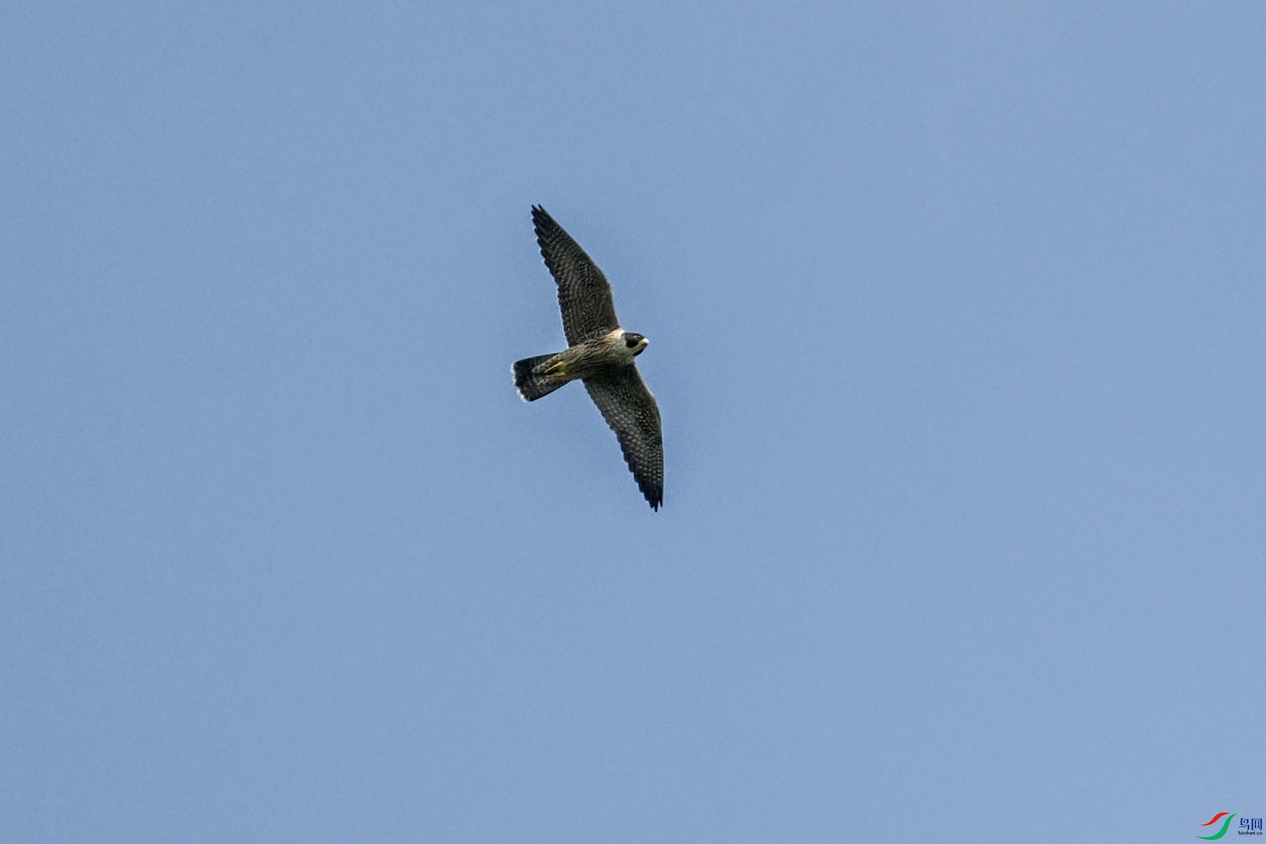 DSC_4487.JPG