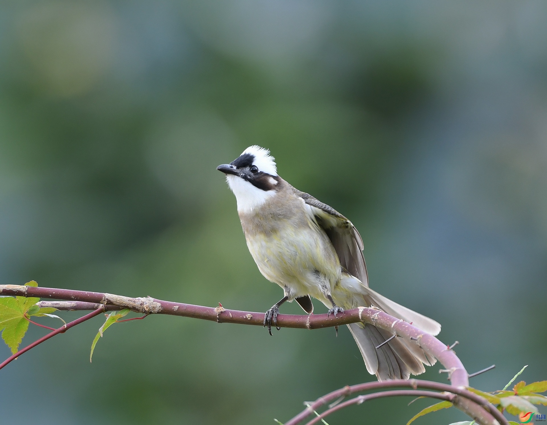DSC_0979.jpg