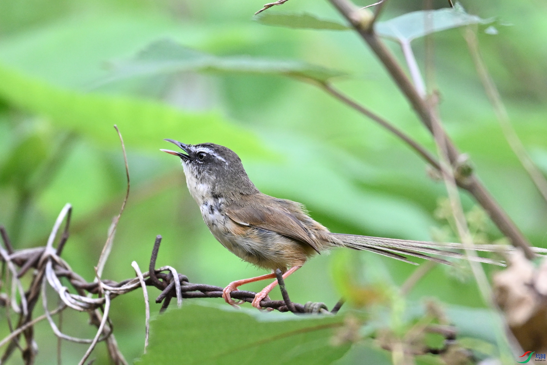DSC_0017.JPG