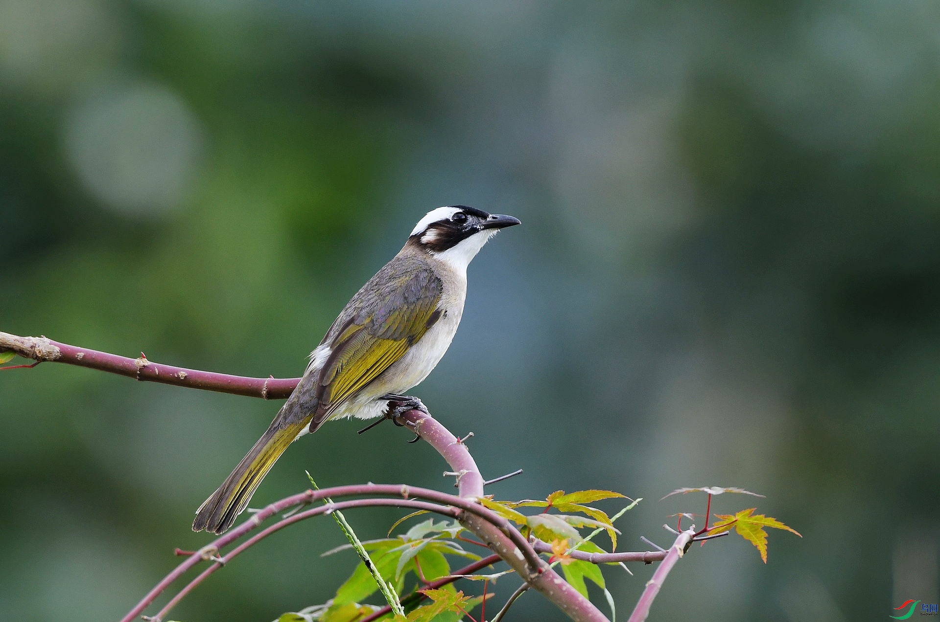 DSC_0961.jpg