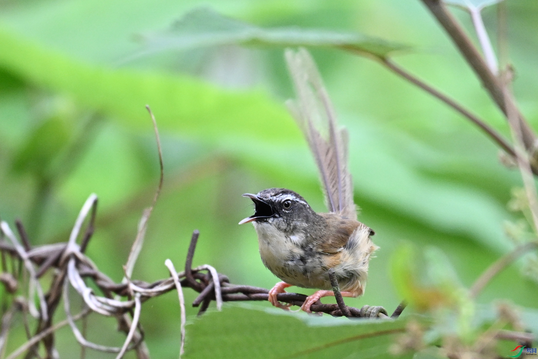 DSC_0019.JPG