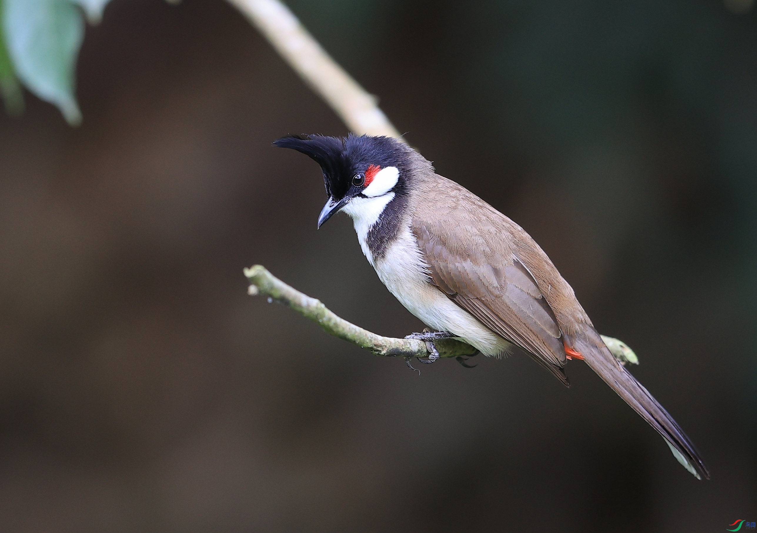 AK1I9684�����.JPG