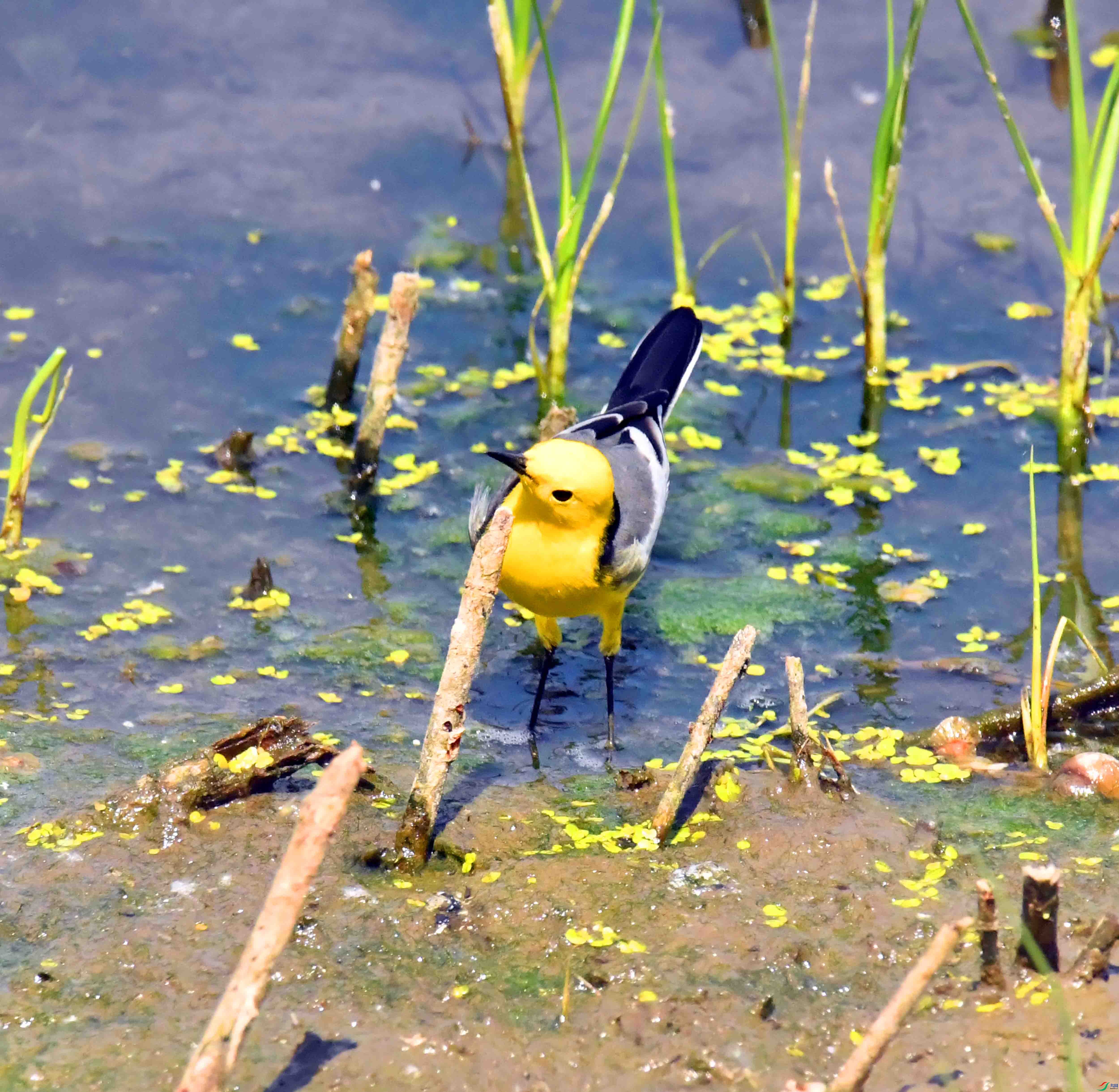 DSC_0332.JPG