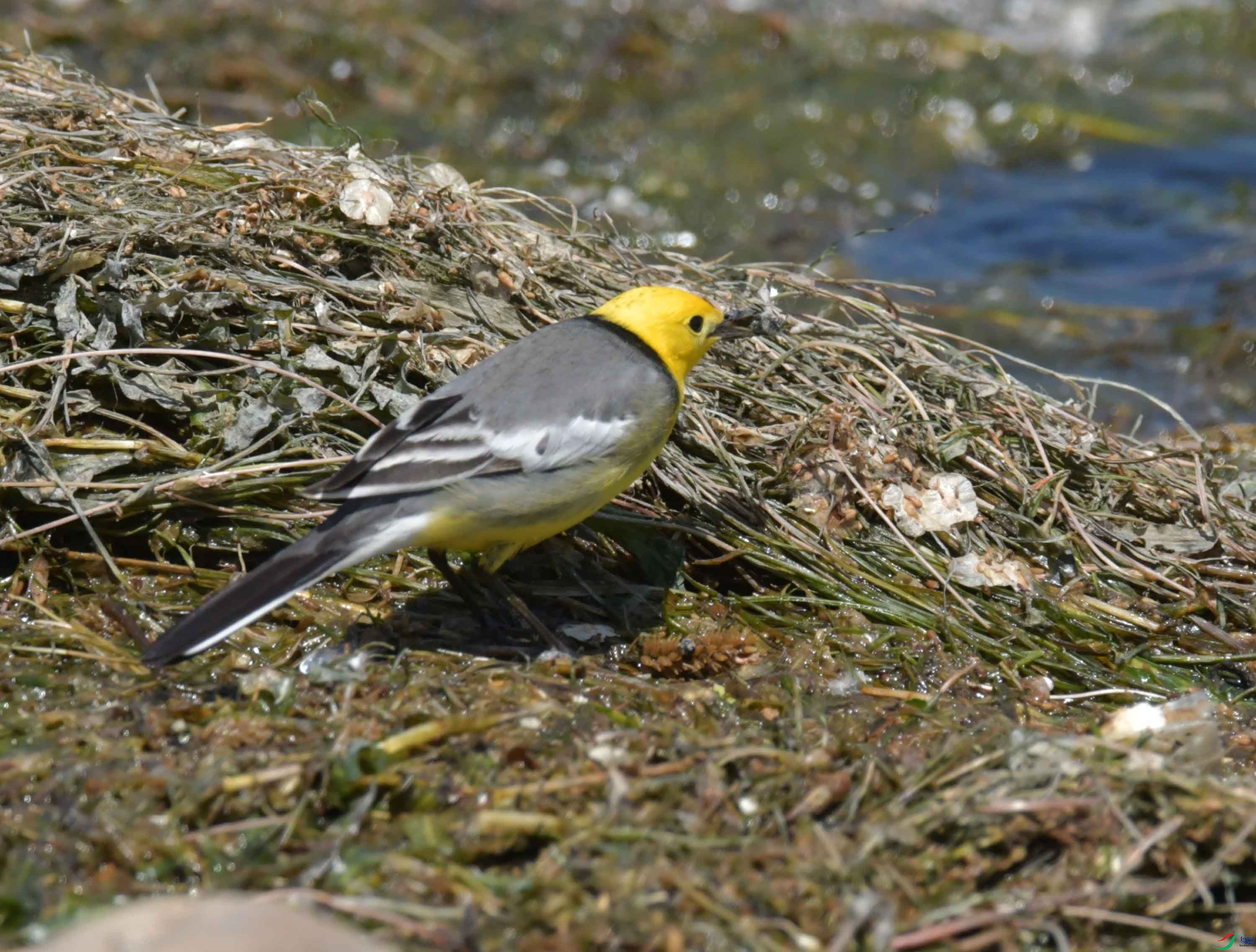 DSC_0371.JPG