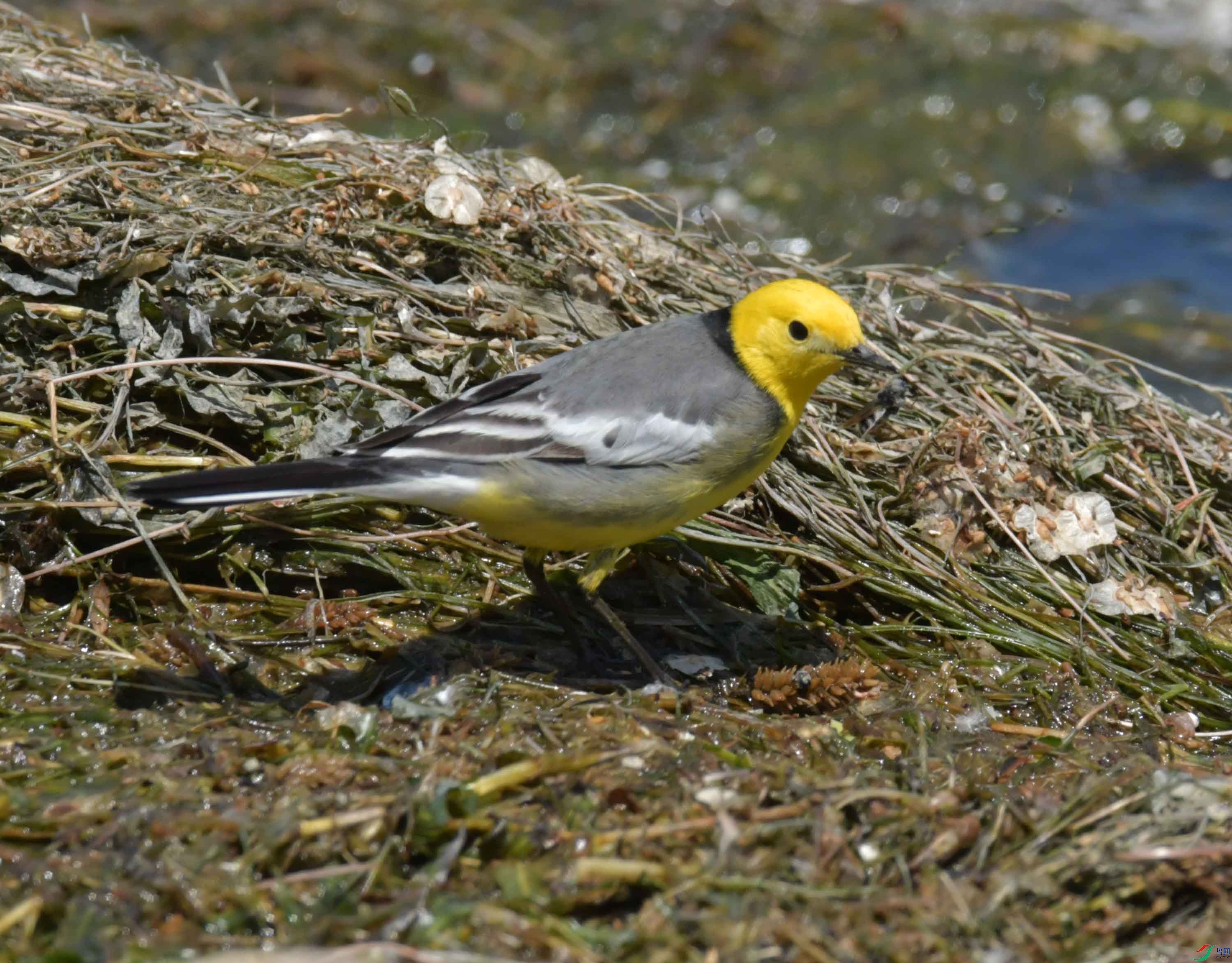 DSC_0374.JPG