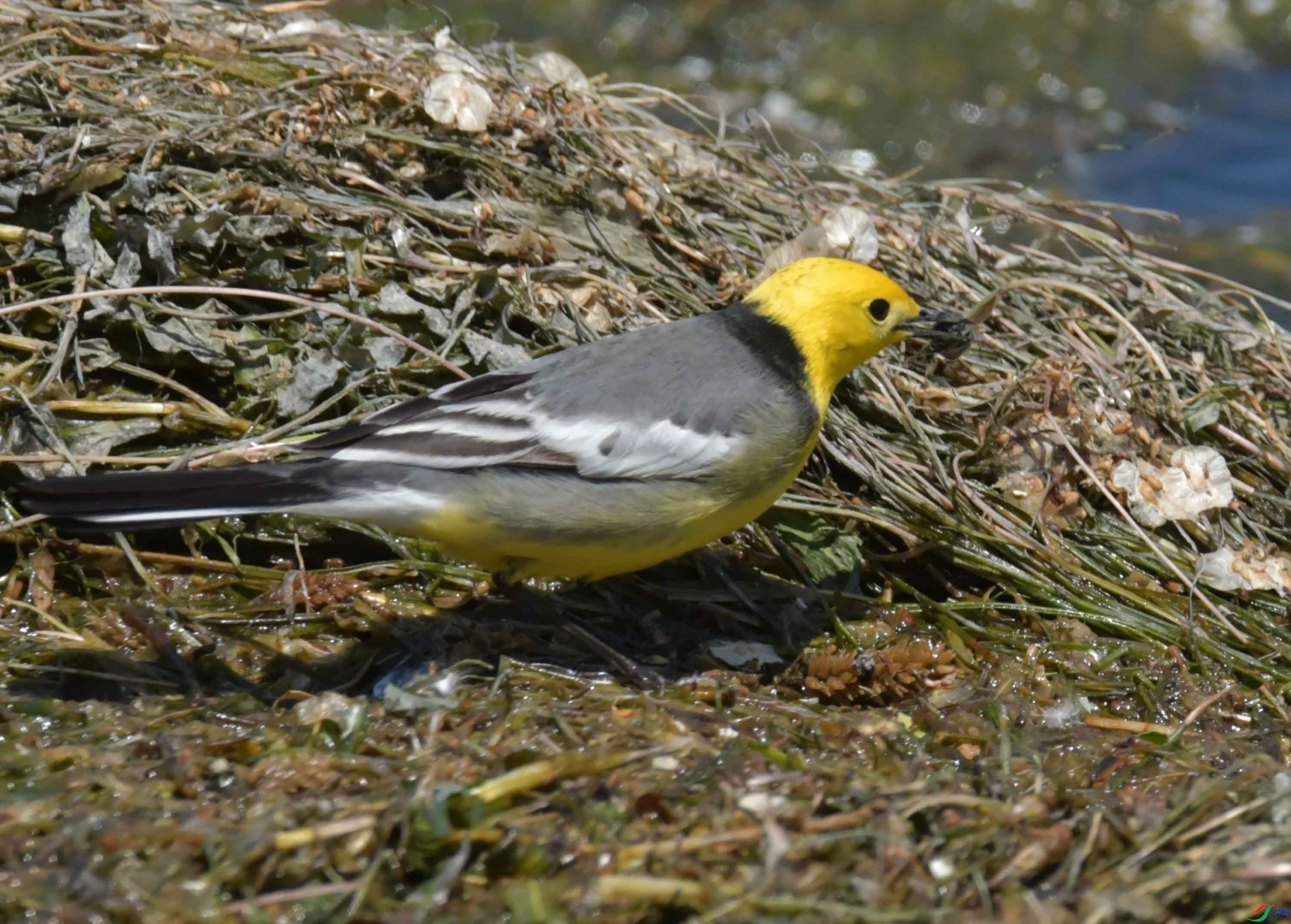 DSC_0381.JPG