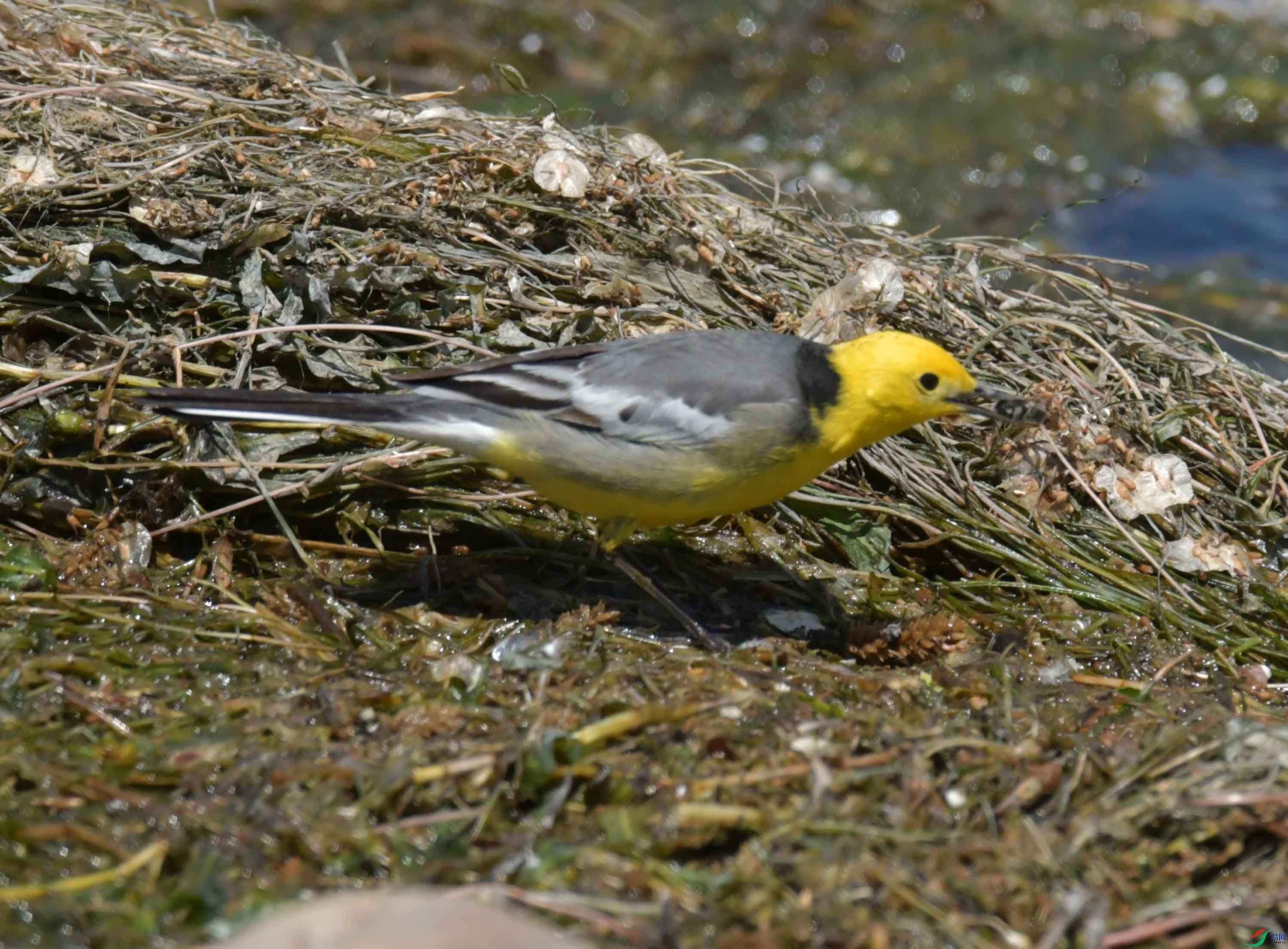 DSC_0379.JPG