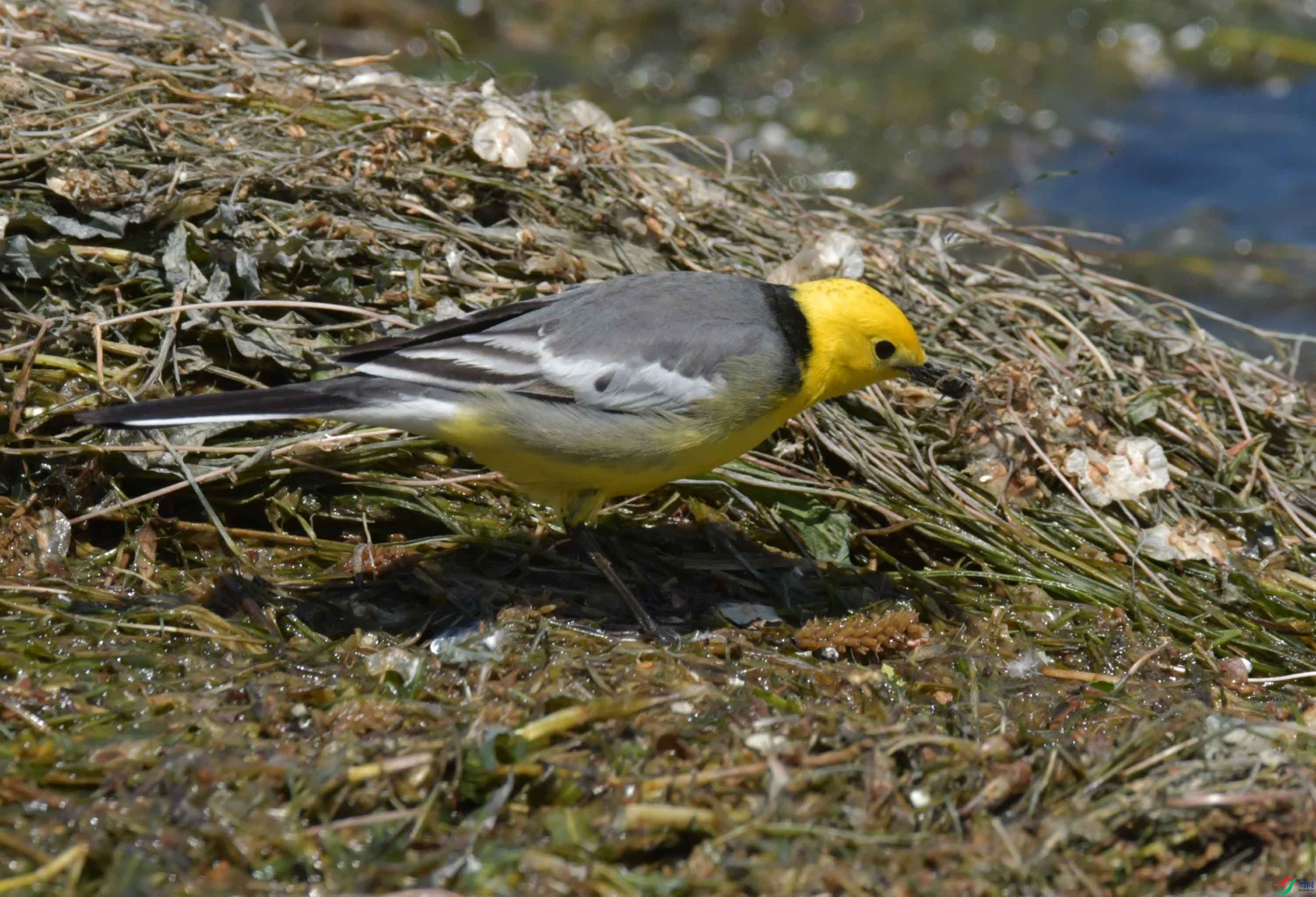 DSC_0394.JPG