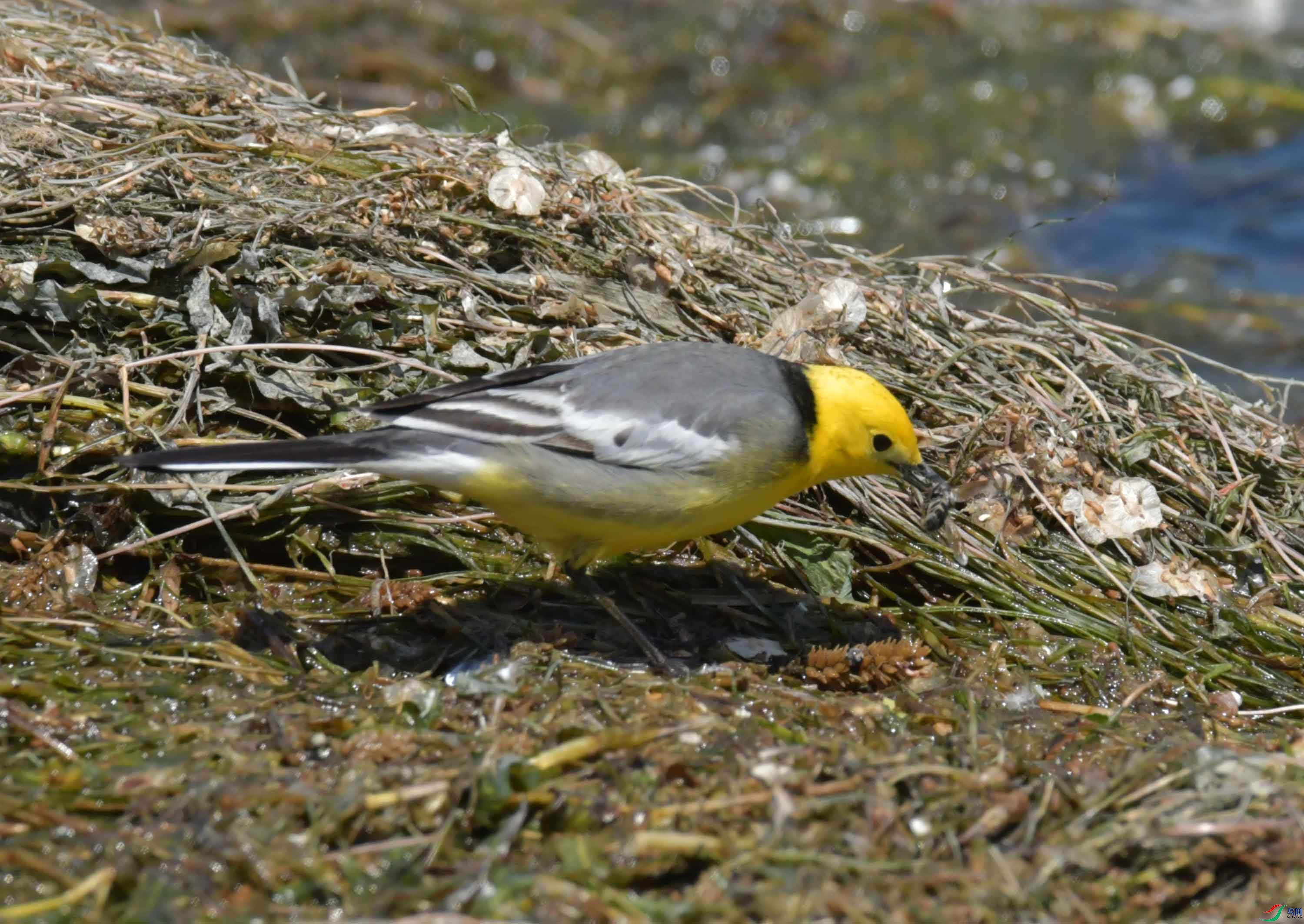 DSC_0386.JPG