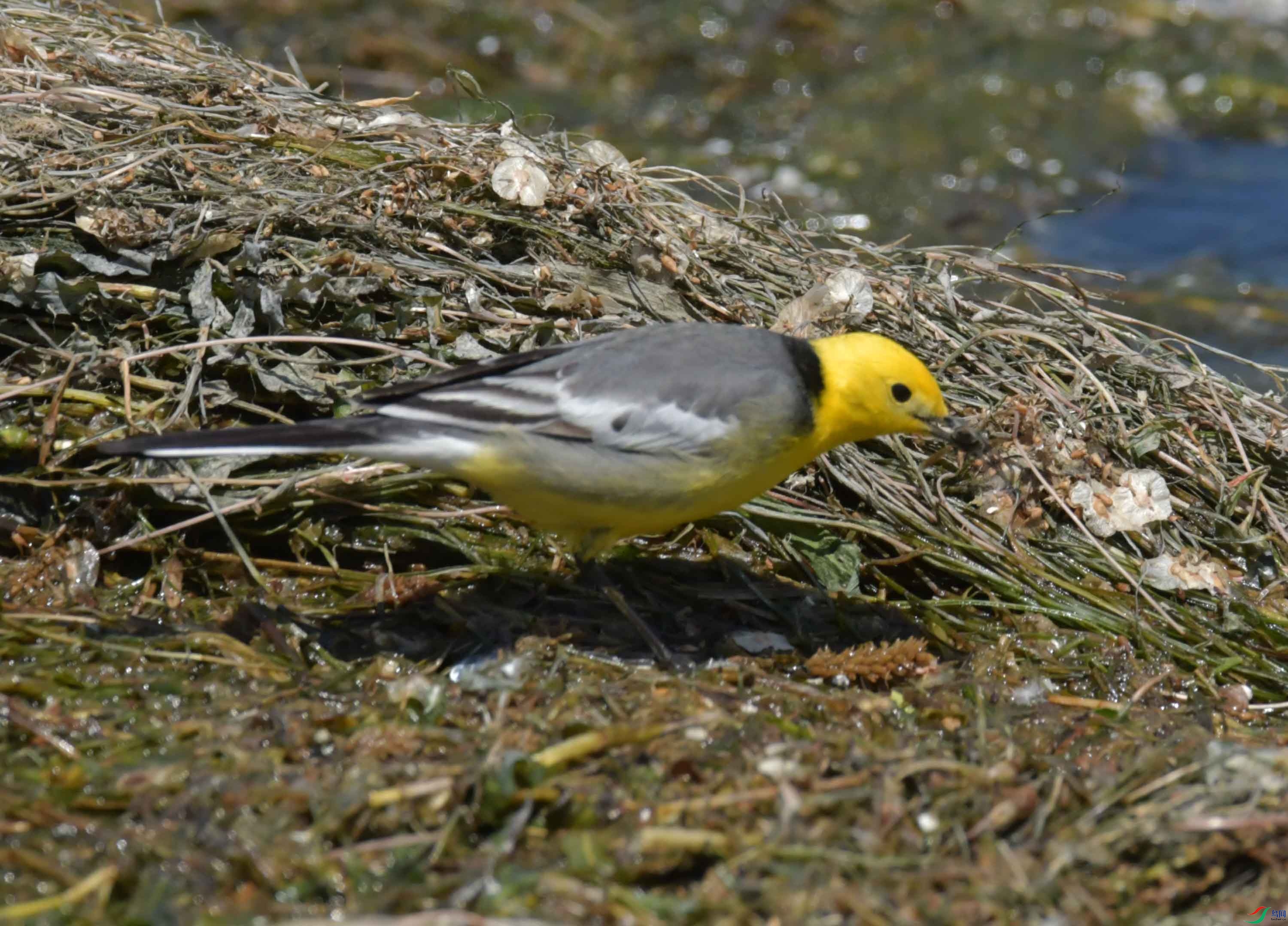 DSC_0395.JPG