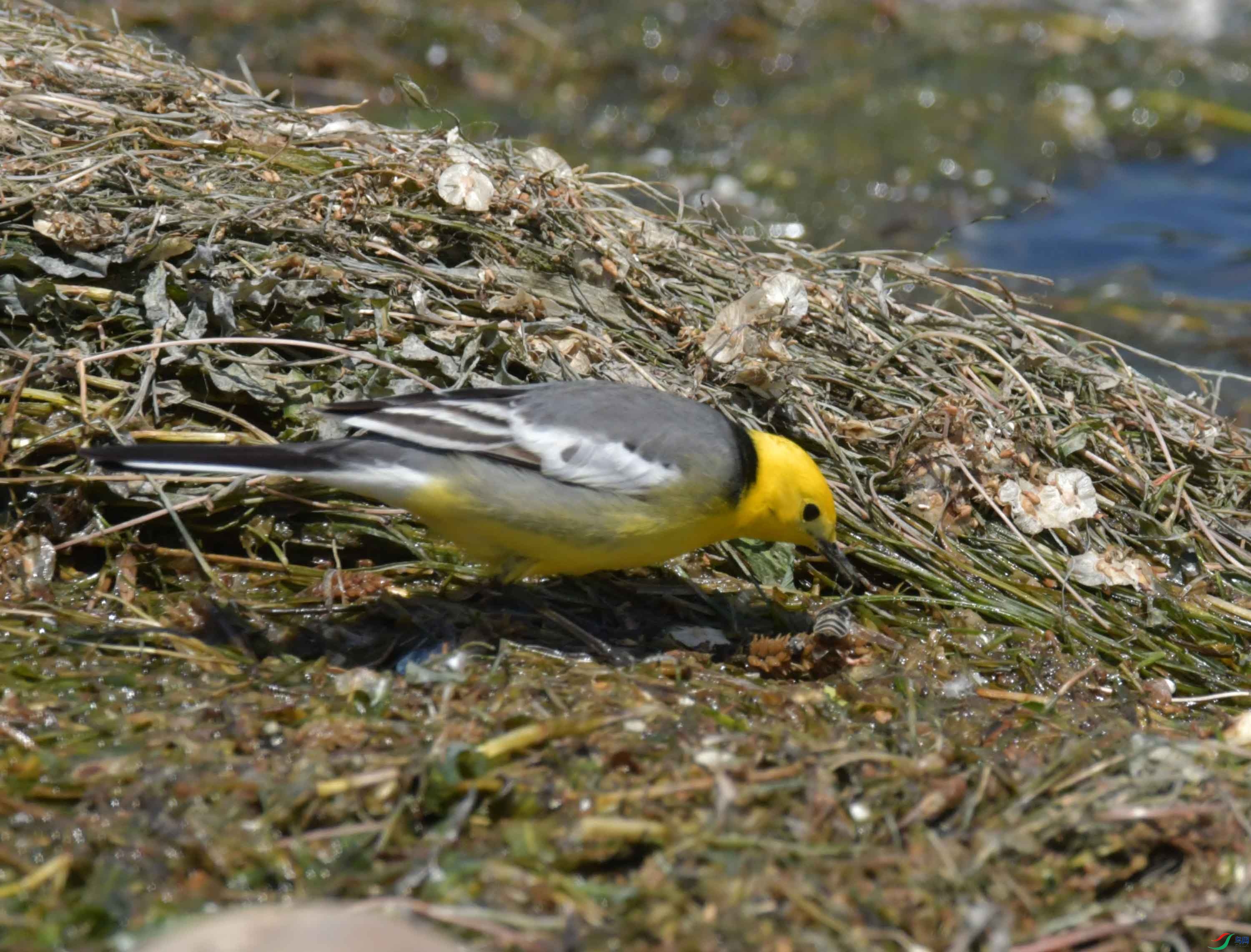 DSC_0383.JPG