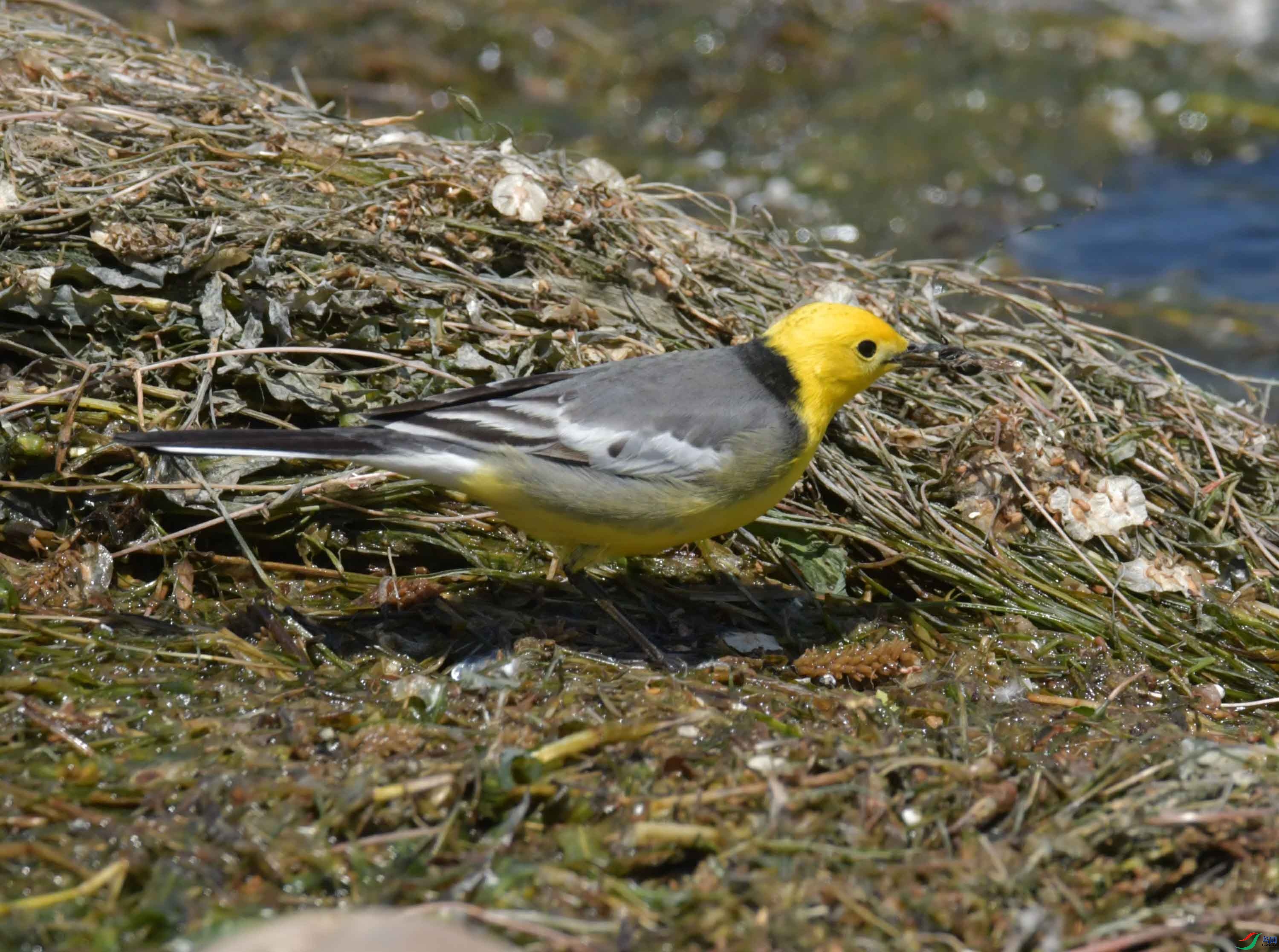 DSC_0397.JPG