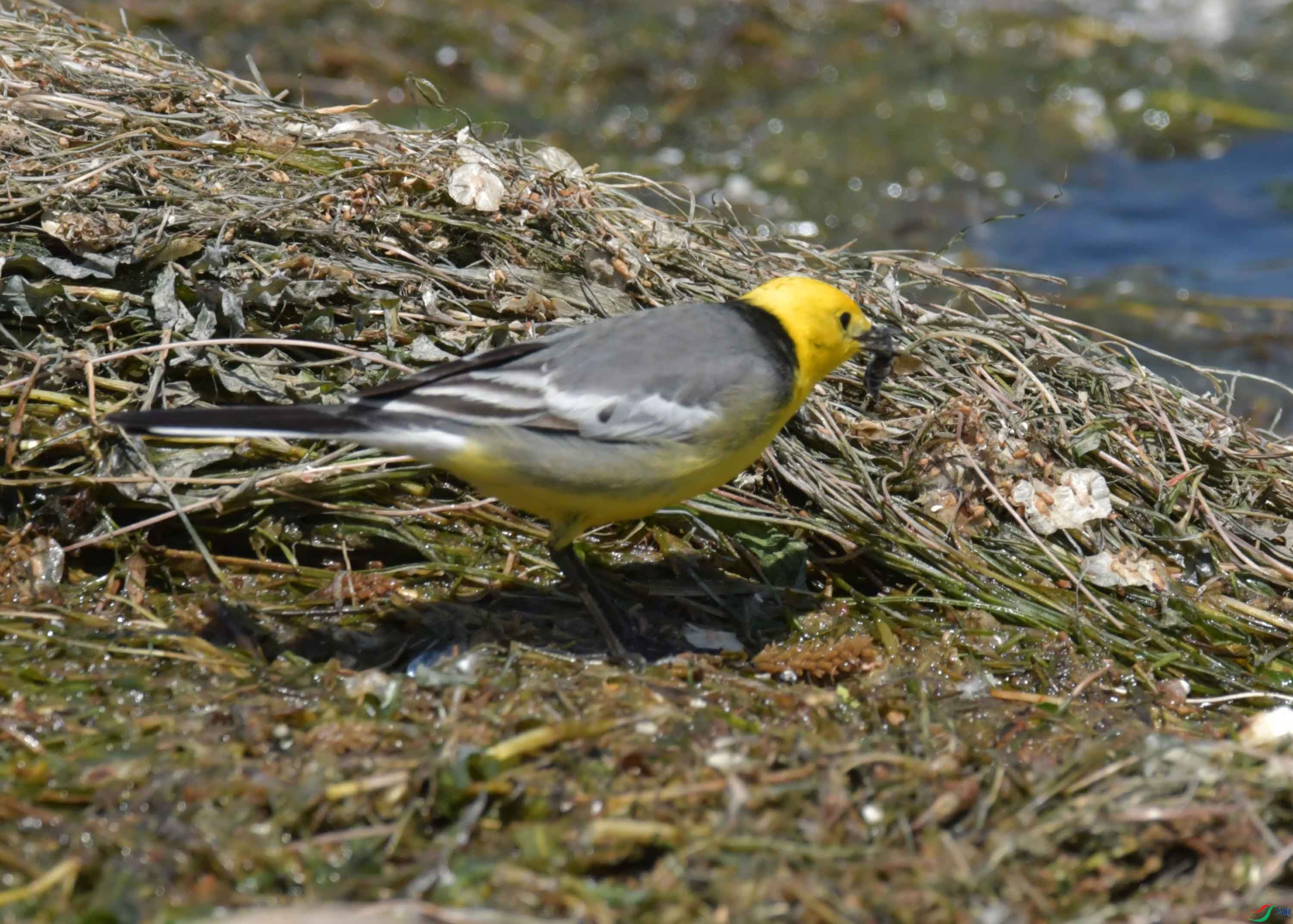 DSC_0407.JPG