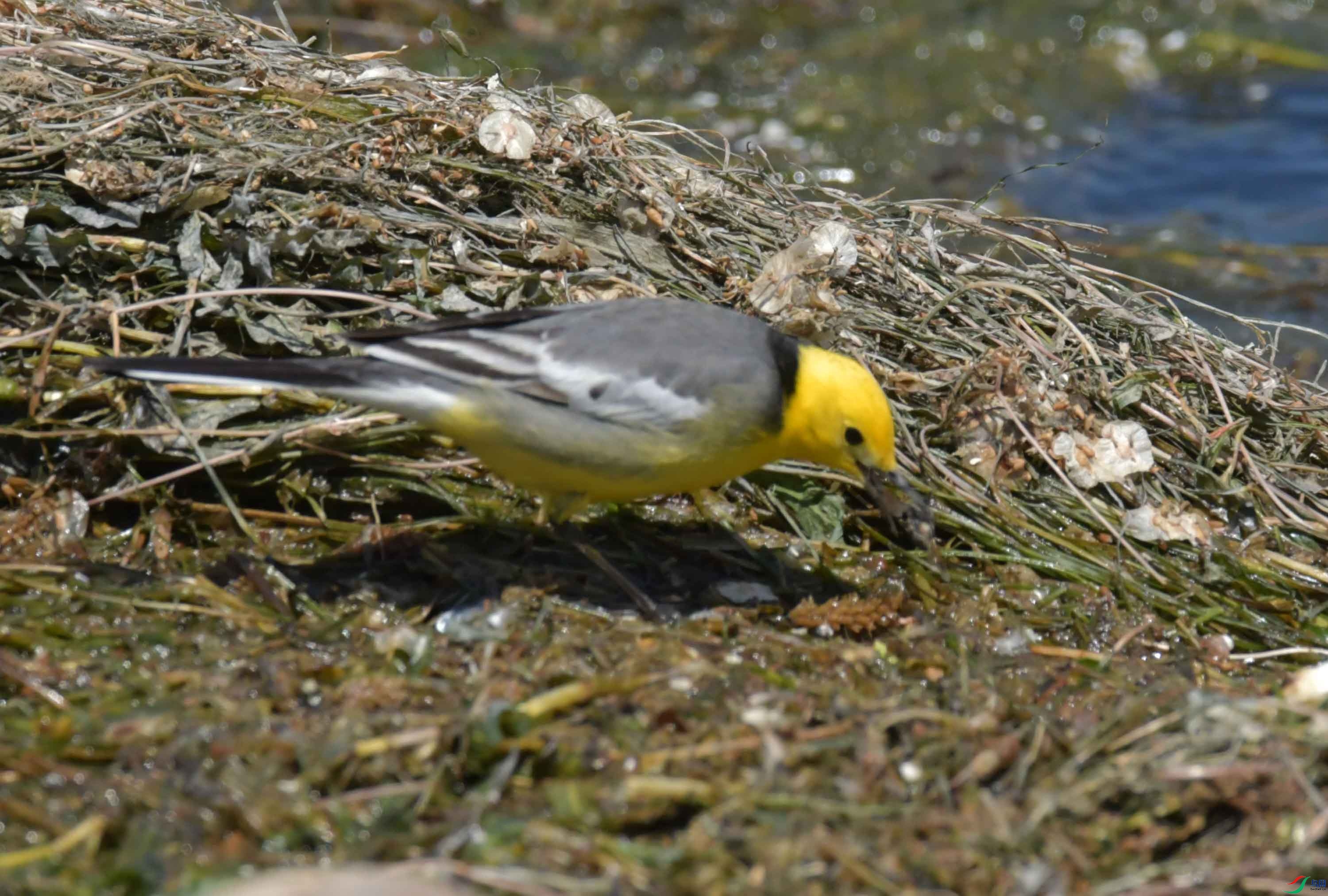 DSC_0396.JPG