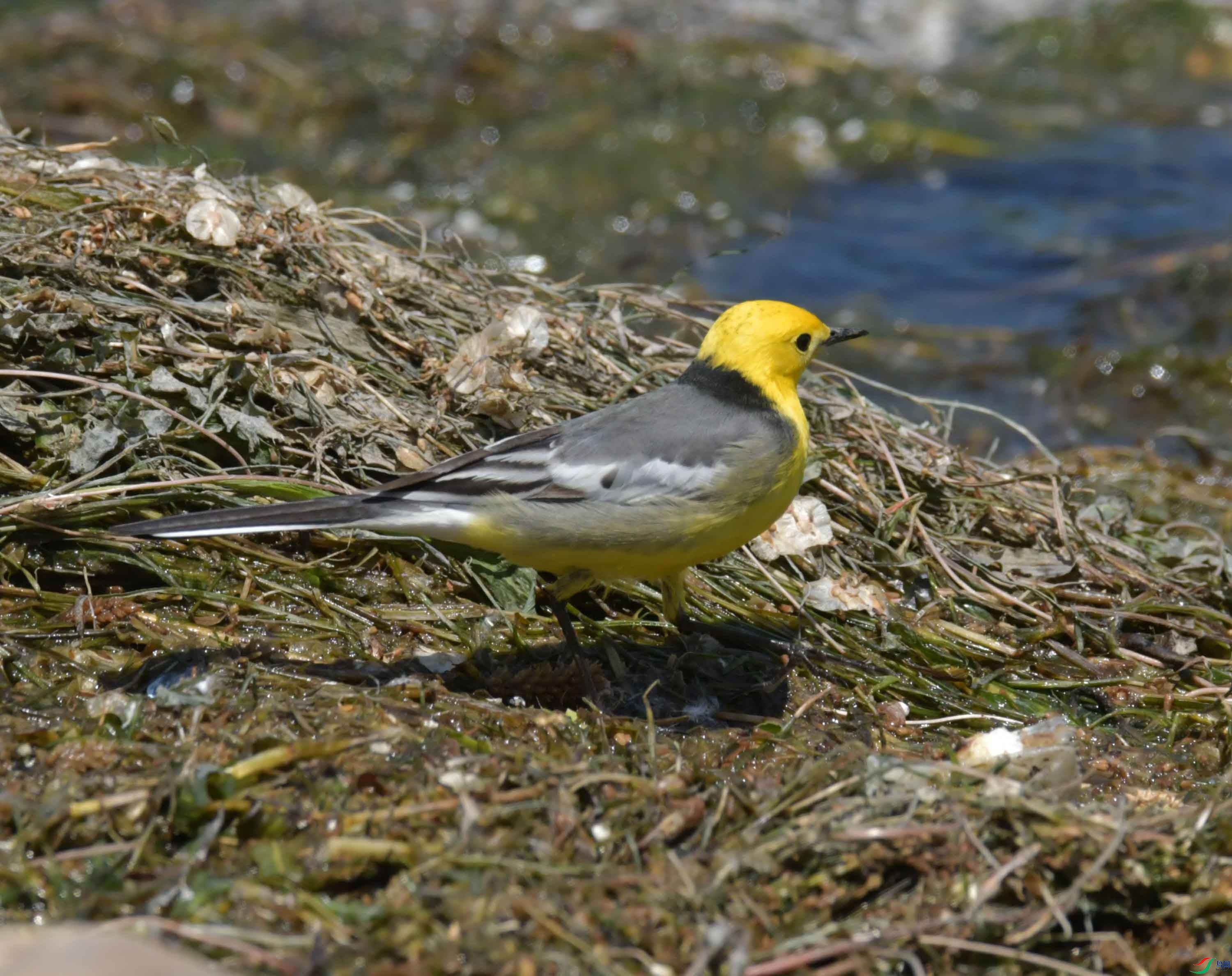 DSC_0409.JPG