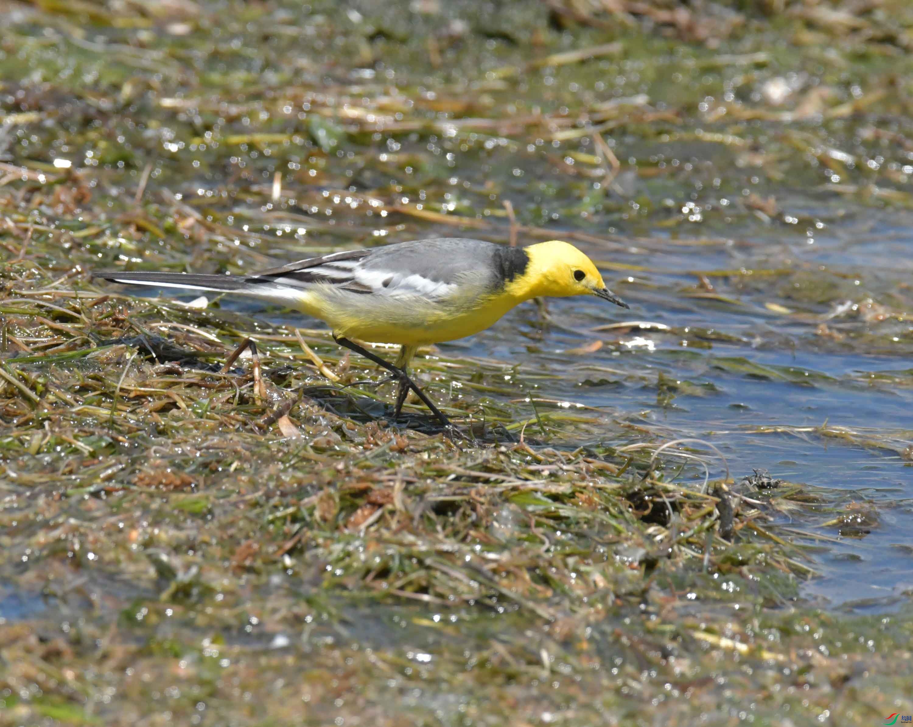 DSC_0411.JPG