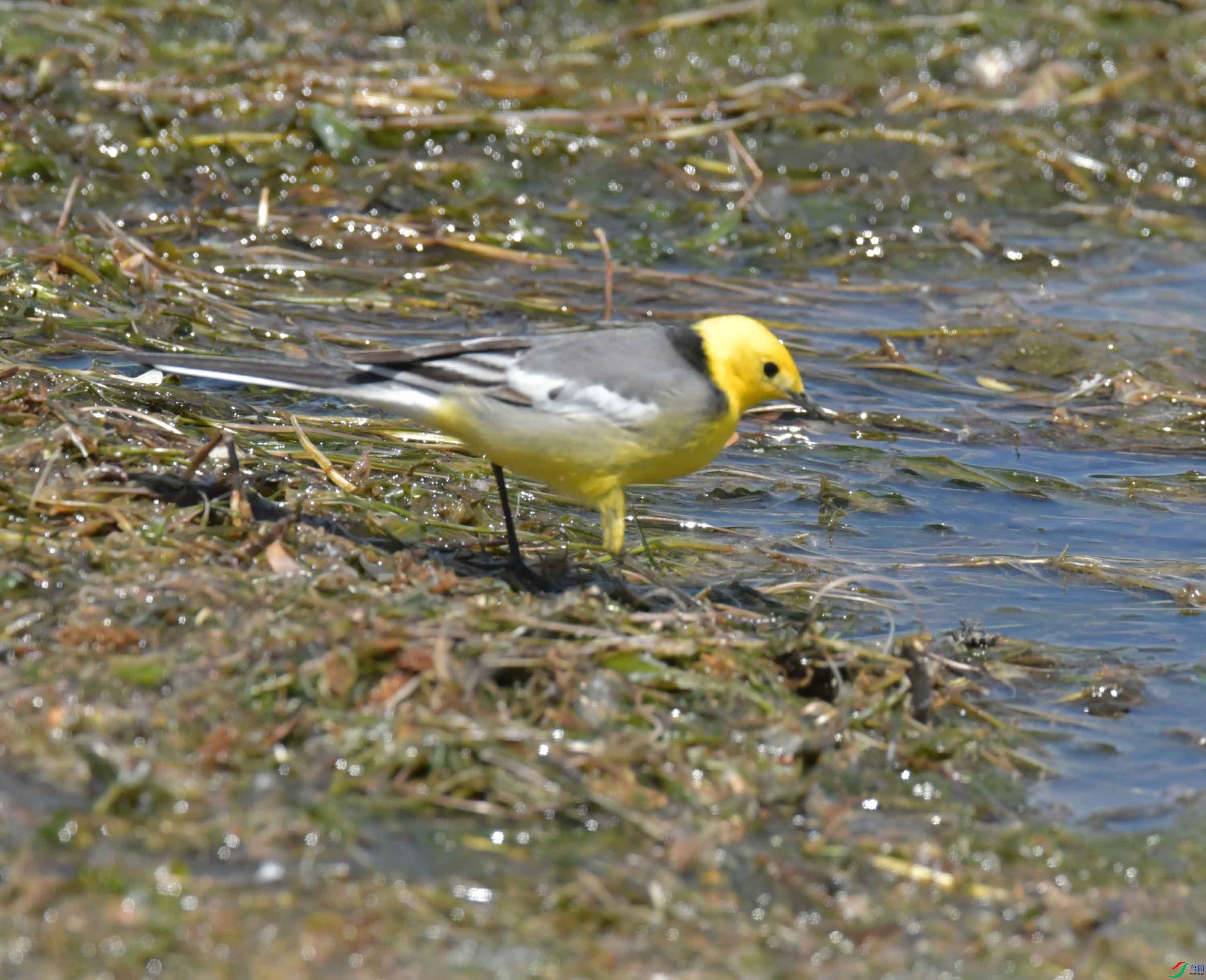 DSC_0412.JPG