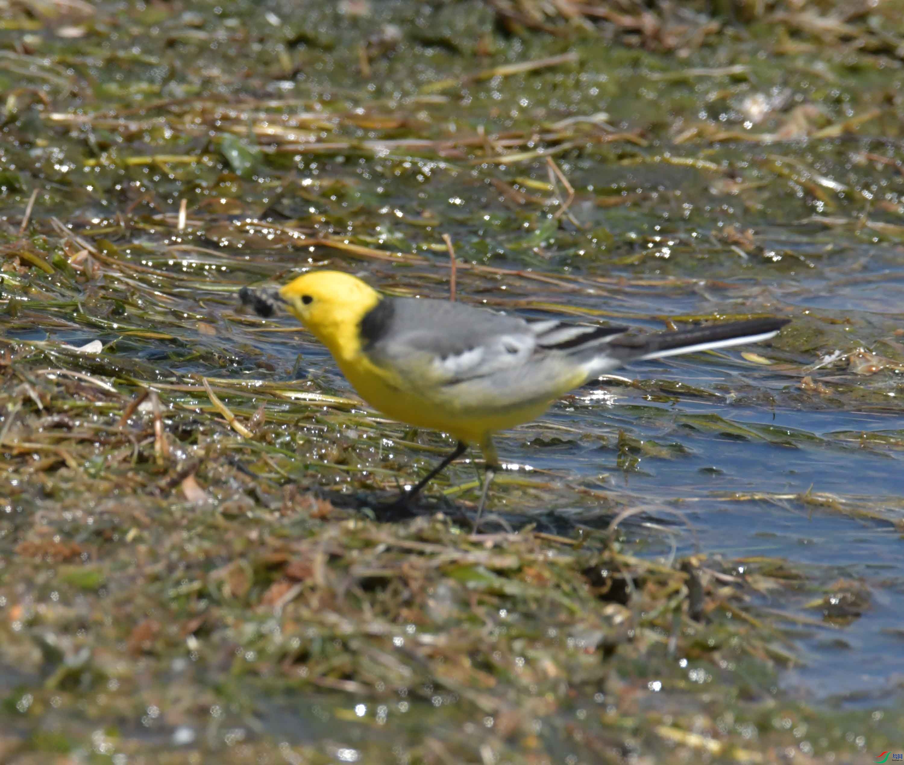 DSC_0421.JPG