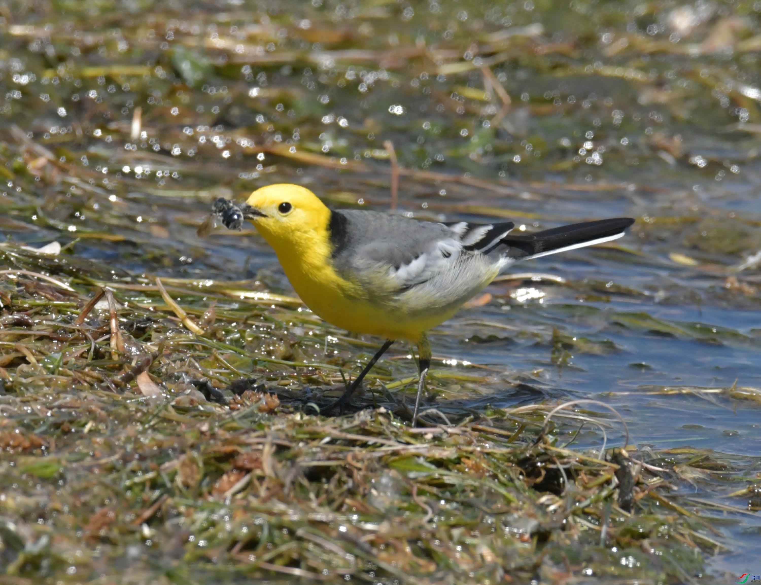 DSC_0418.JPG
