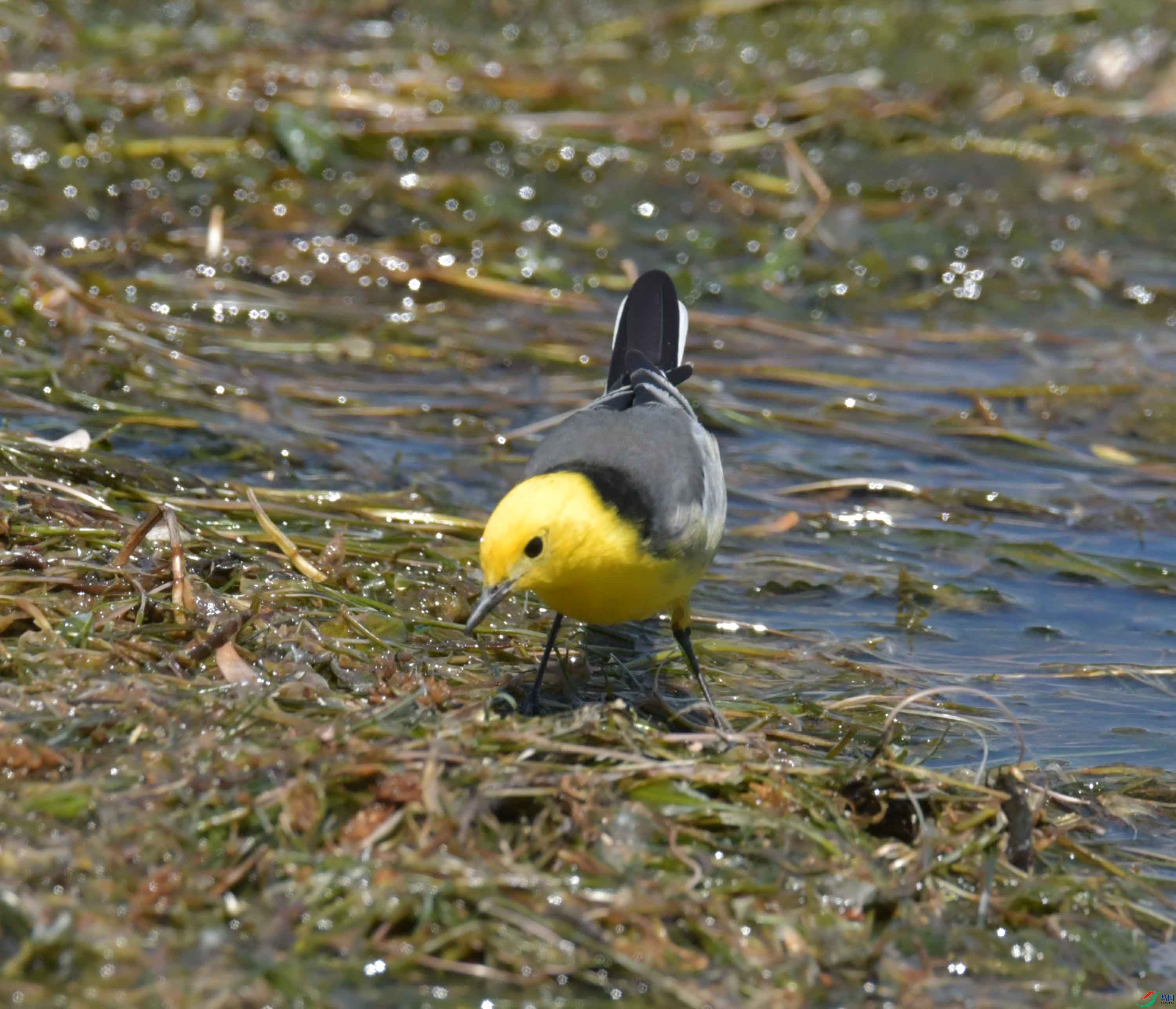 DSC_0414.JPG